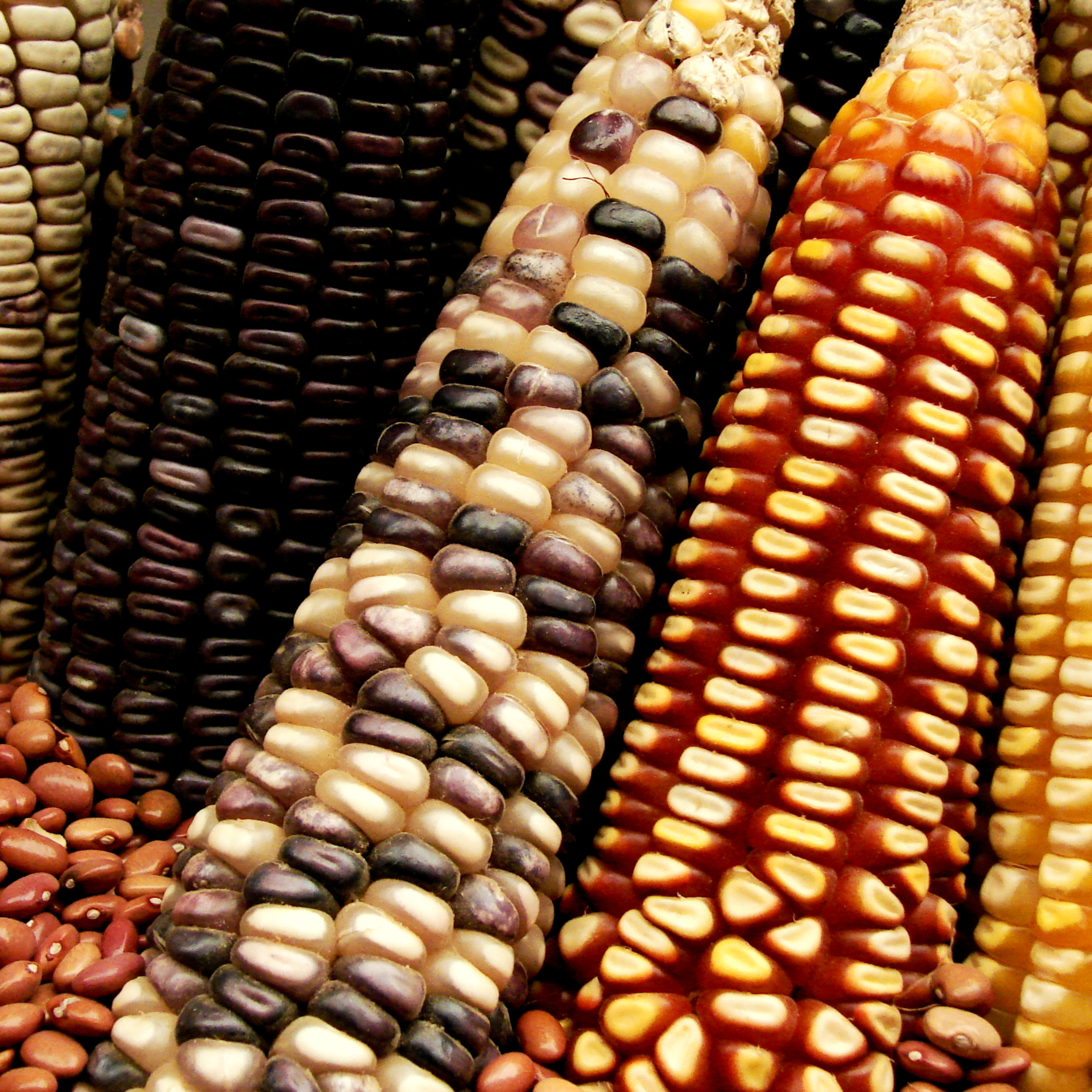 Canto de Cenzontles