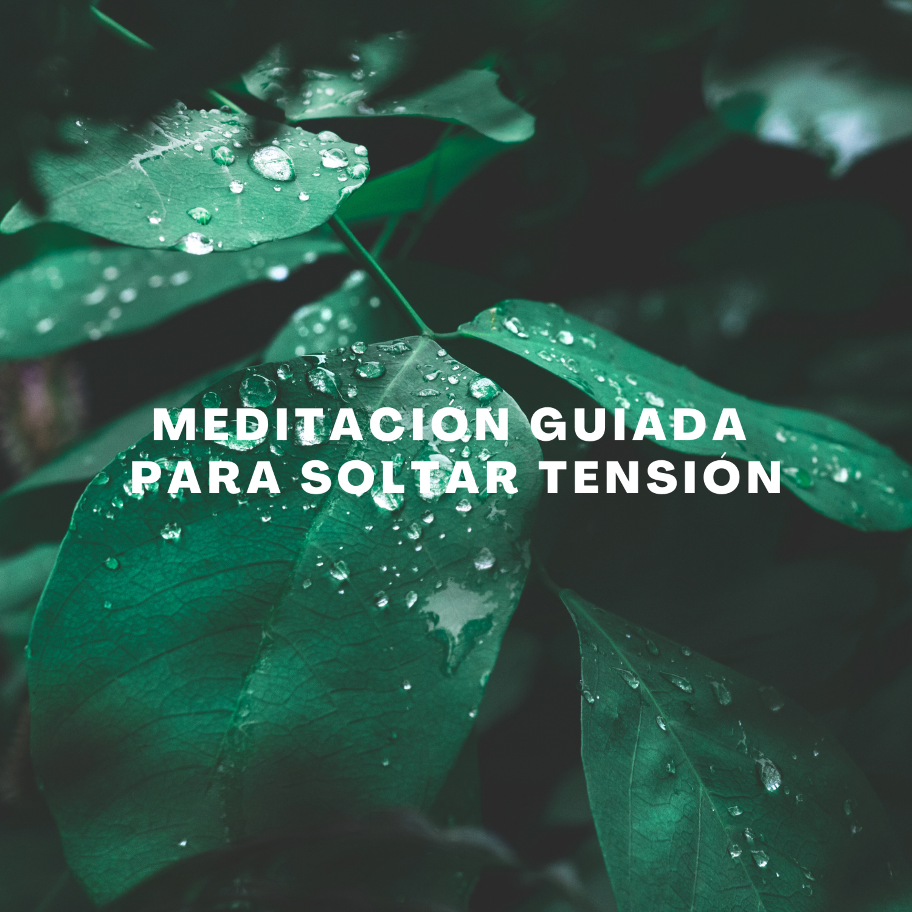 Medita con Salva
