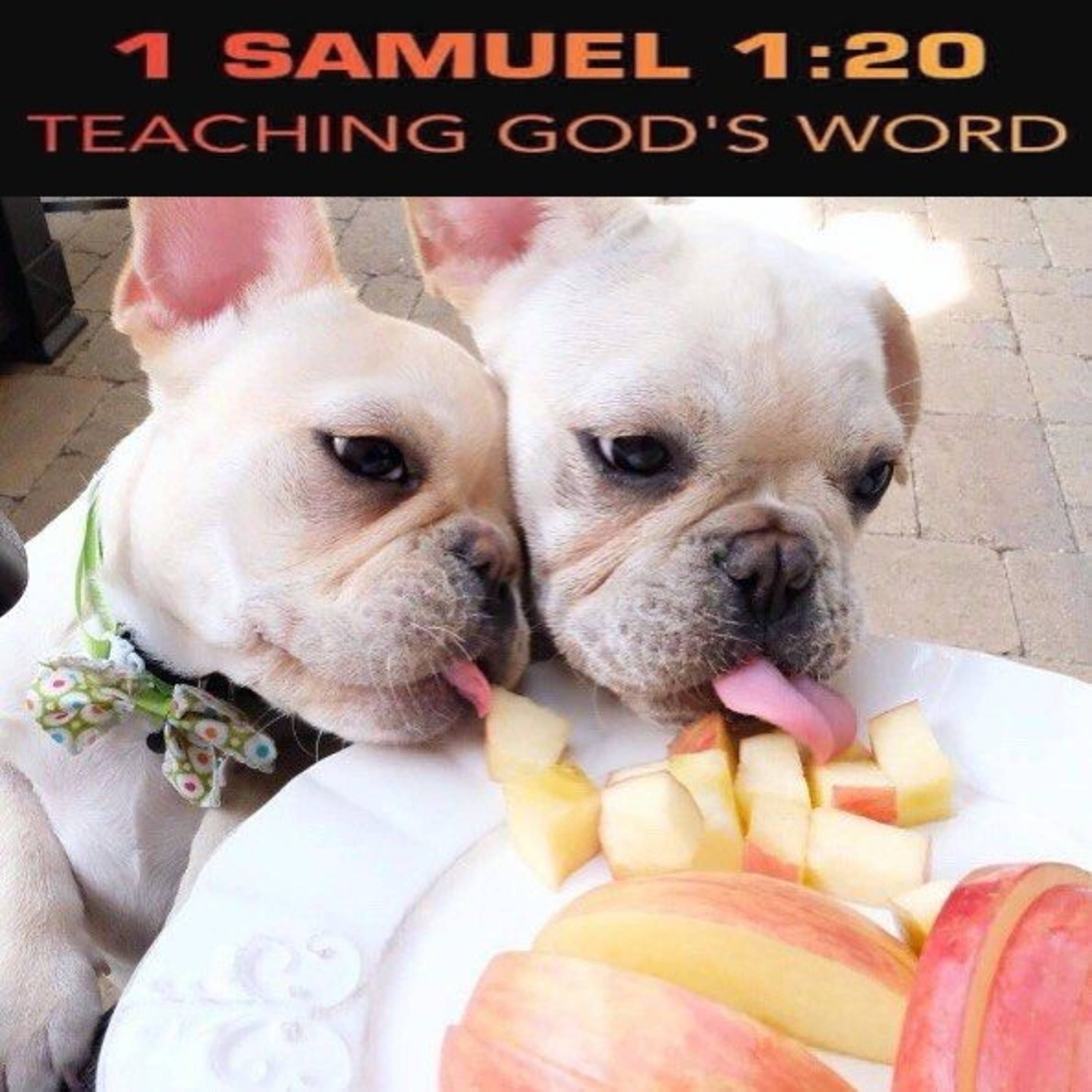 Galatians 5:22-23 Gentle Puppy Love episode artwork