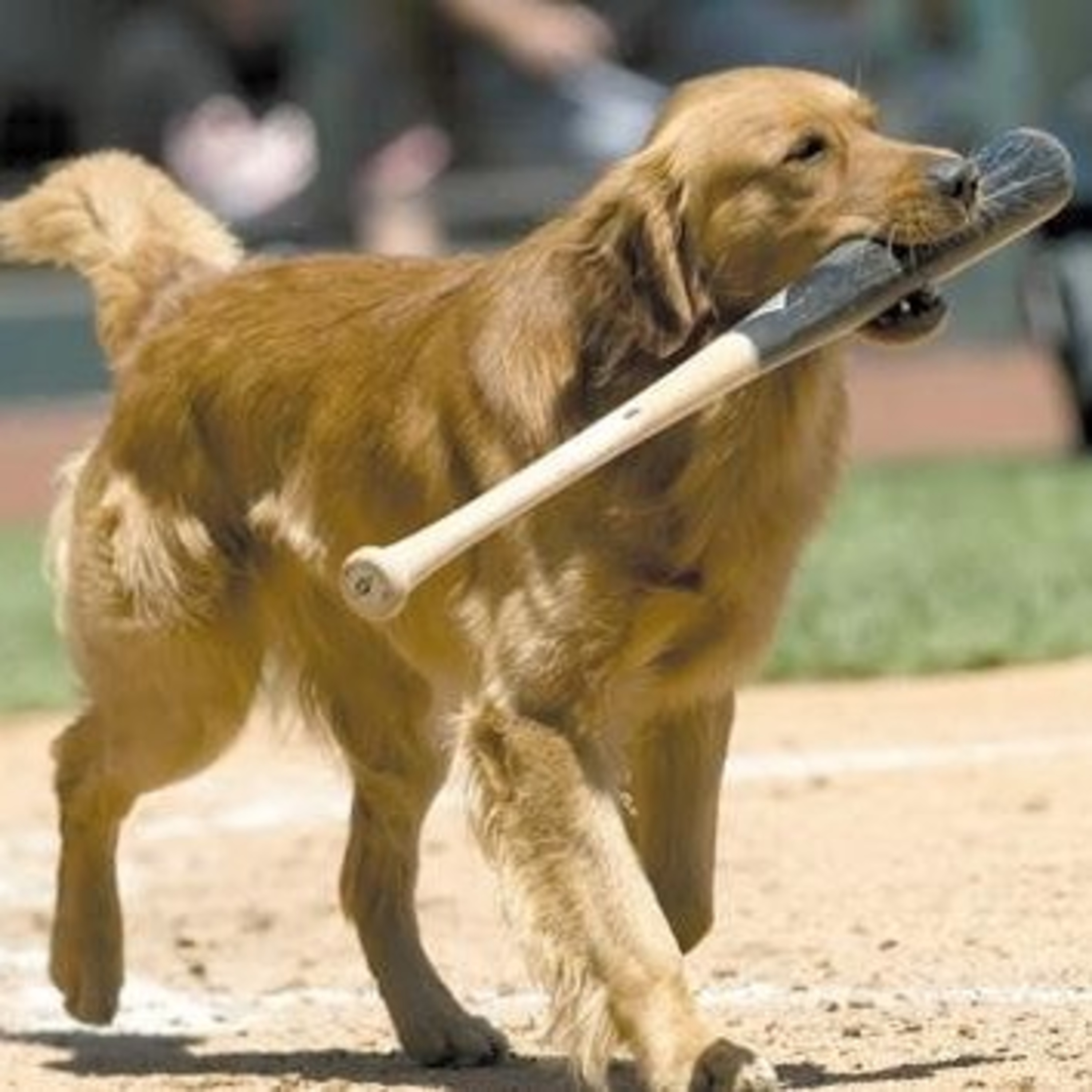The Dog Days of August