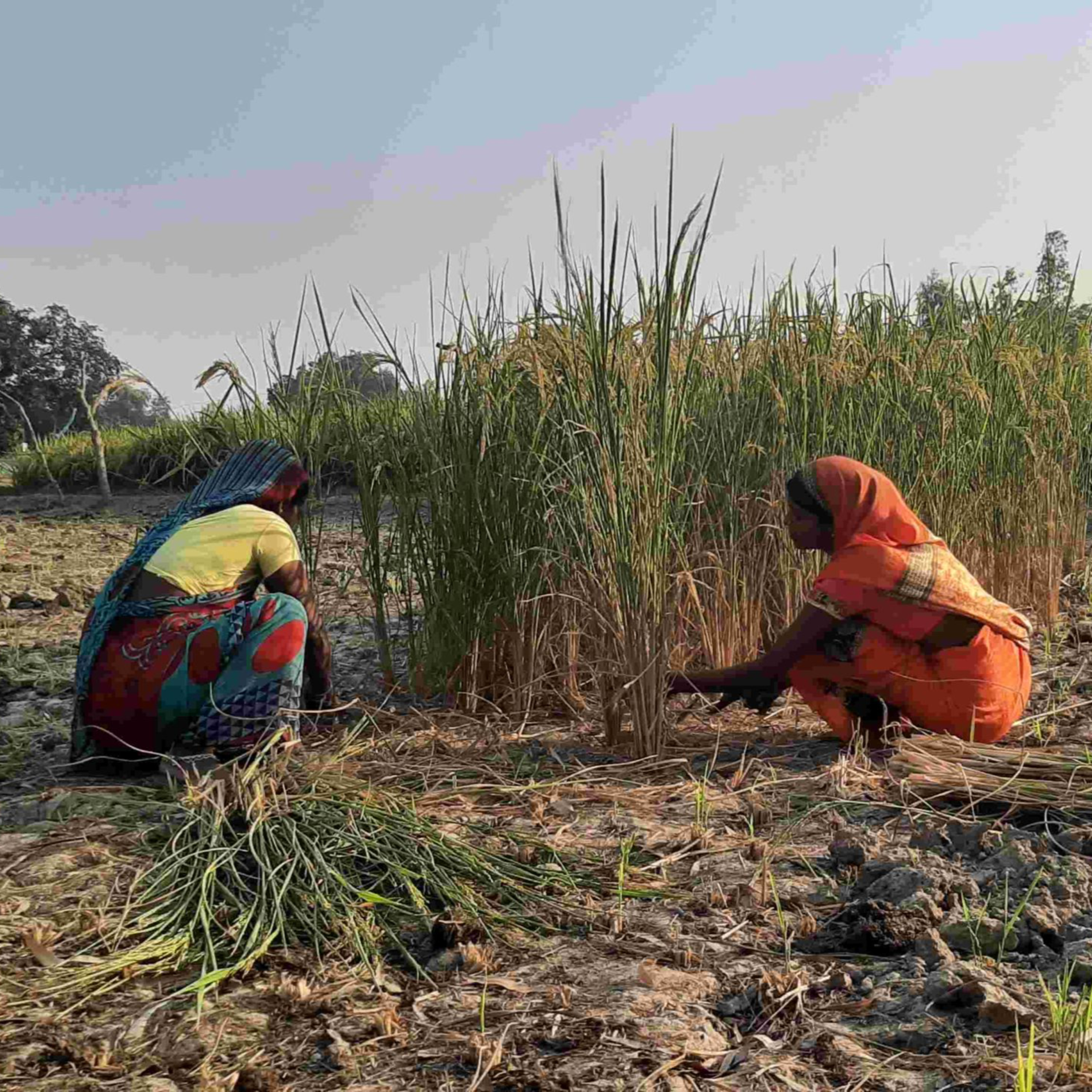 Everyday Violence Against Women in Agriculture | In Conversation with the Research Team (S. Ashalatha, Sejal Dand, Seema Kulkarni) episode artwork