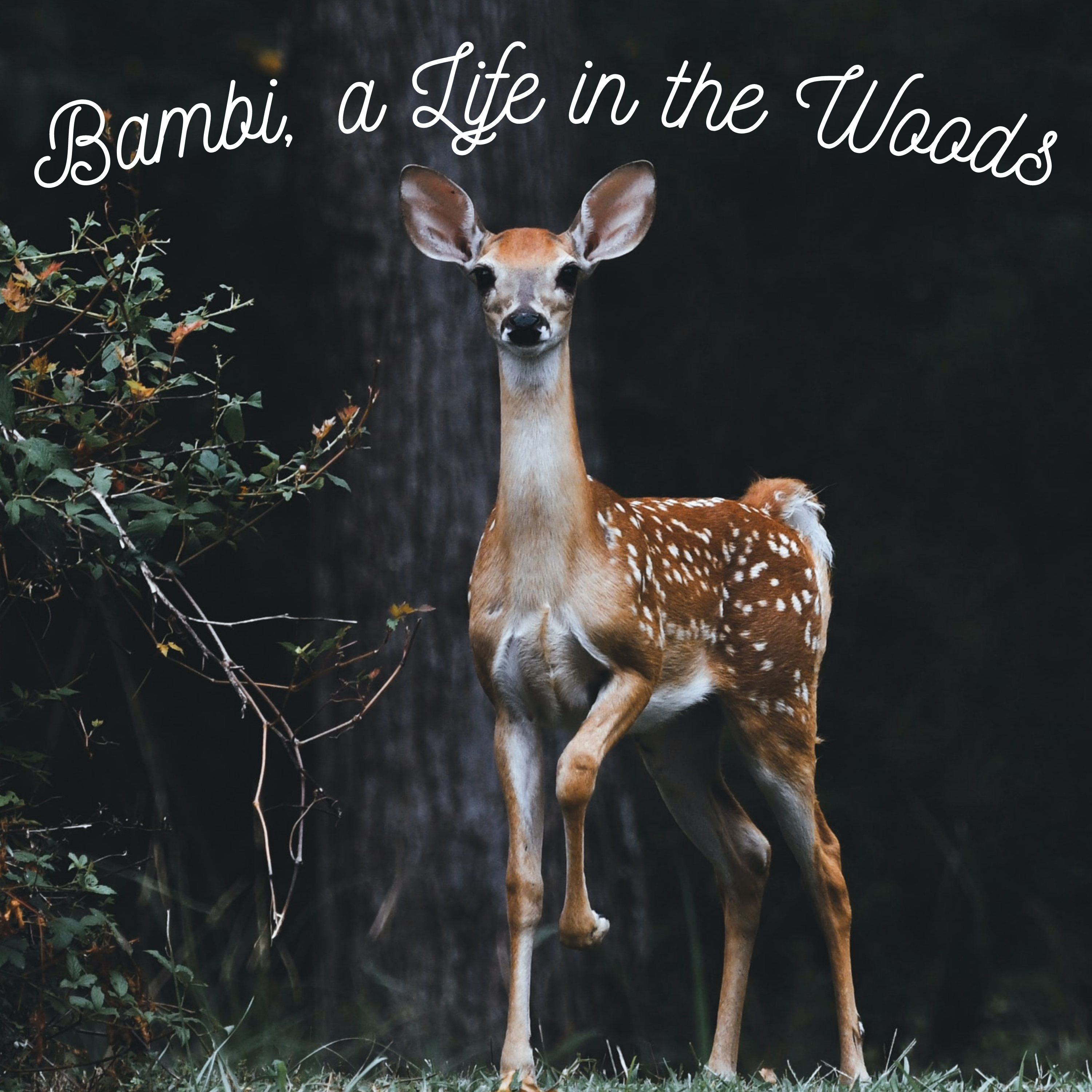 Sleep Story: Bambi, a Life in the Woods (Part 1) episode artwork