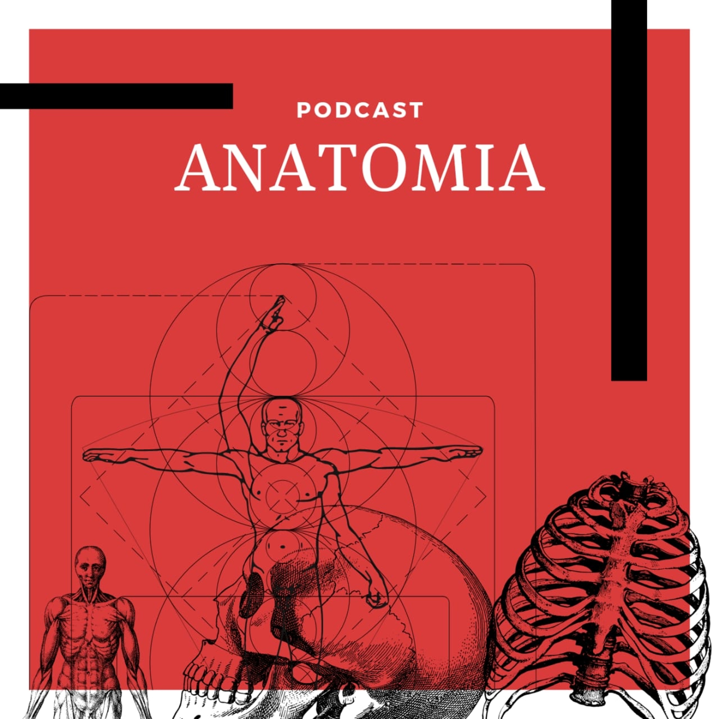 História da anatomia 