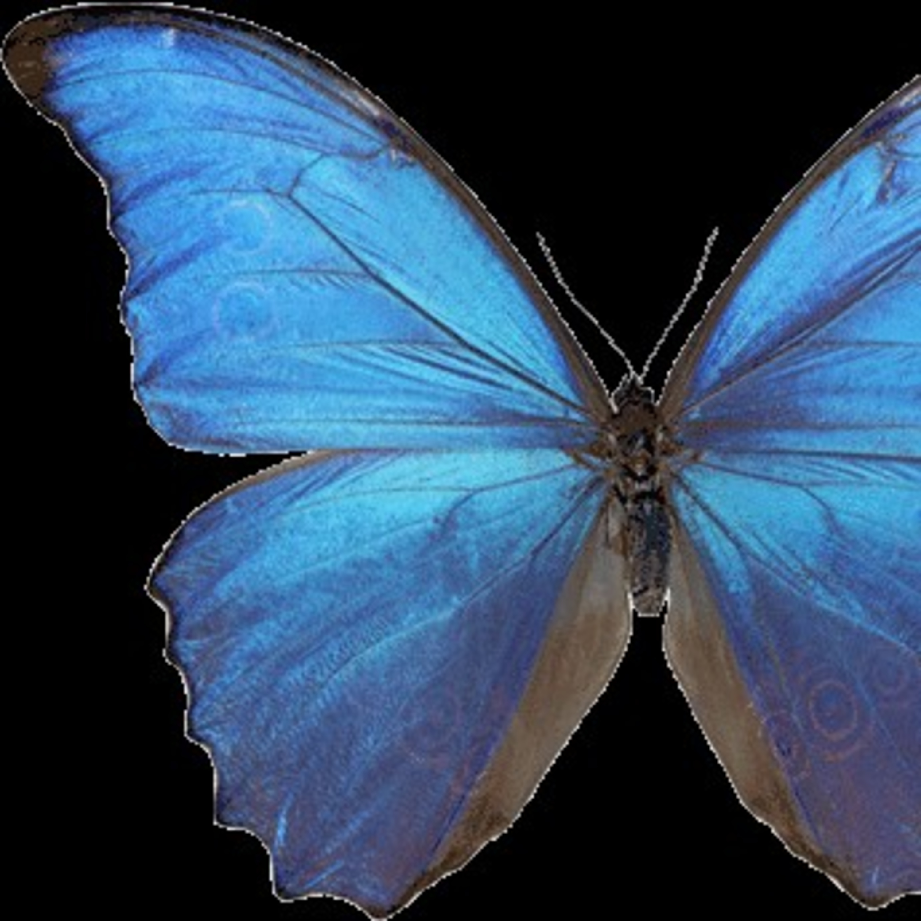 The FeelingPath ILLUMINATED☀️