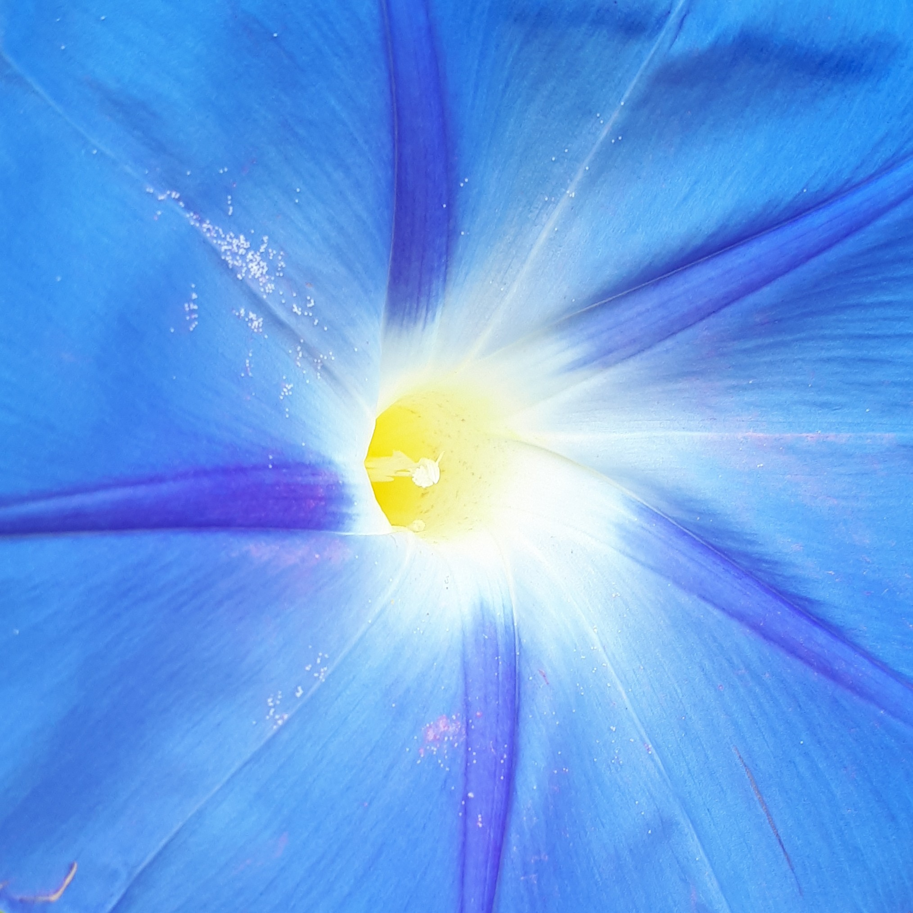 The FeelingPath ILLUMINATED☀️