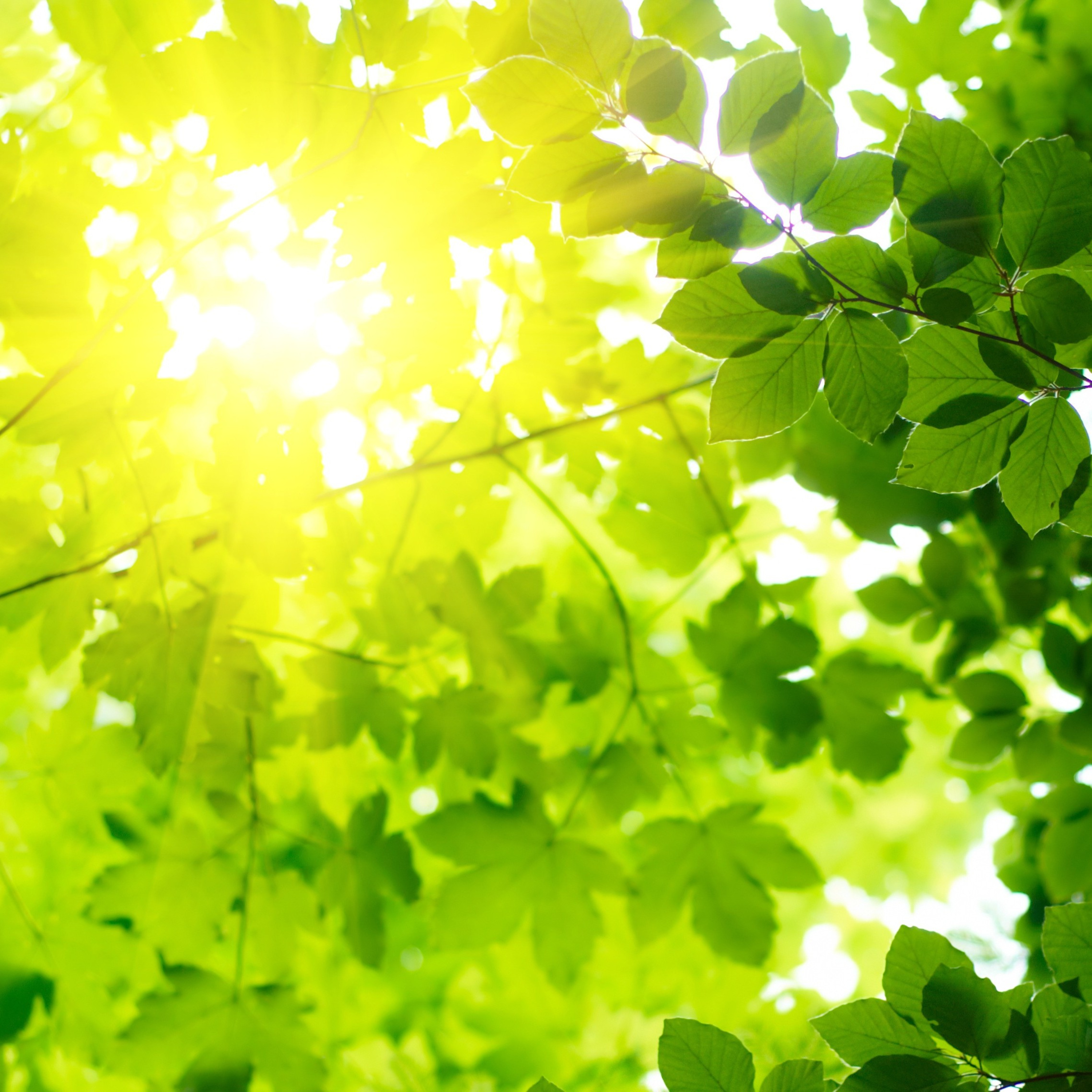 The FeelingPath ILLUMINATED☀️