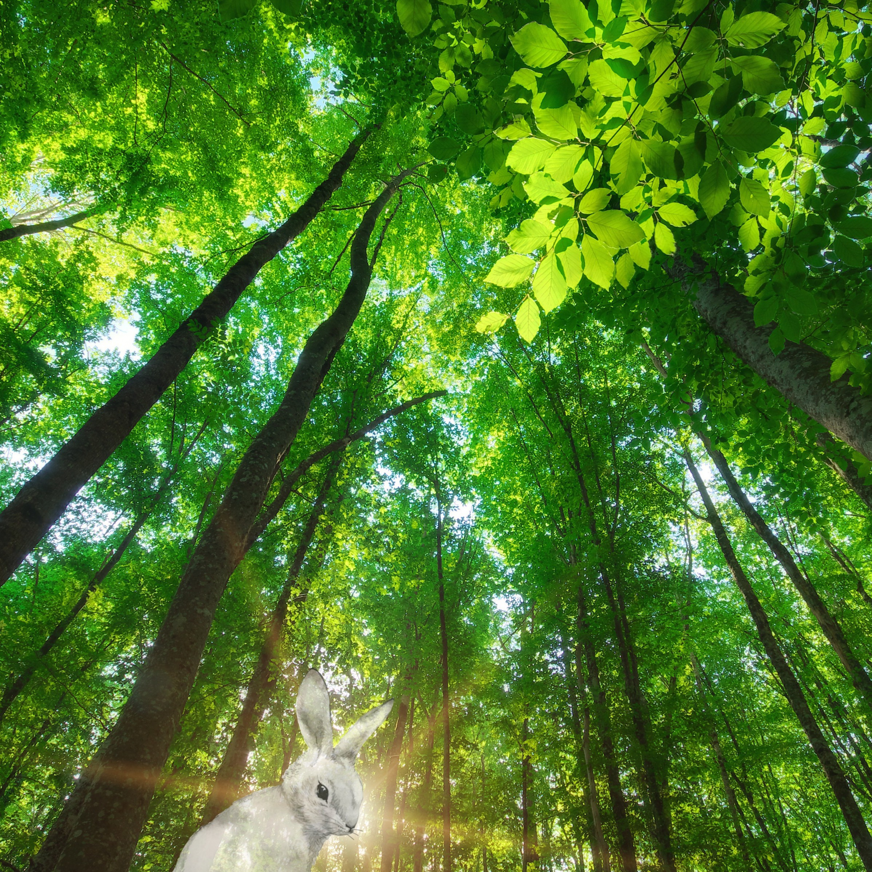 The FeelingPath ILLUMINATED☀️