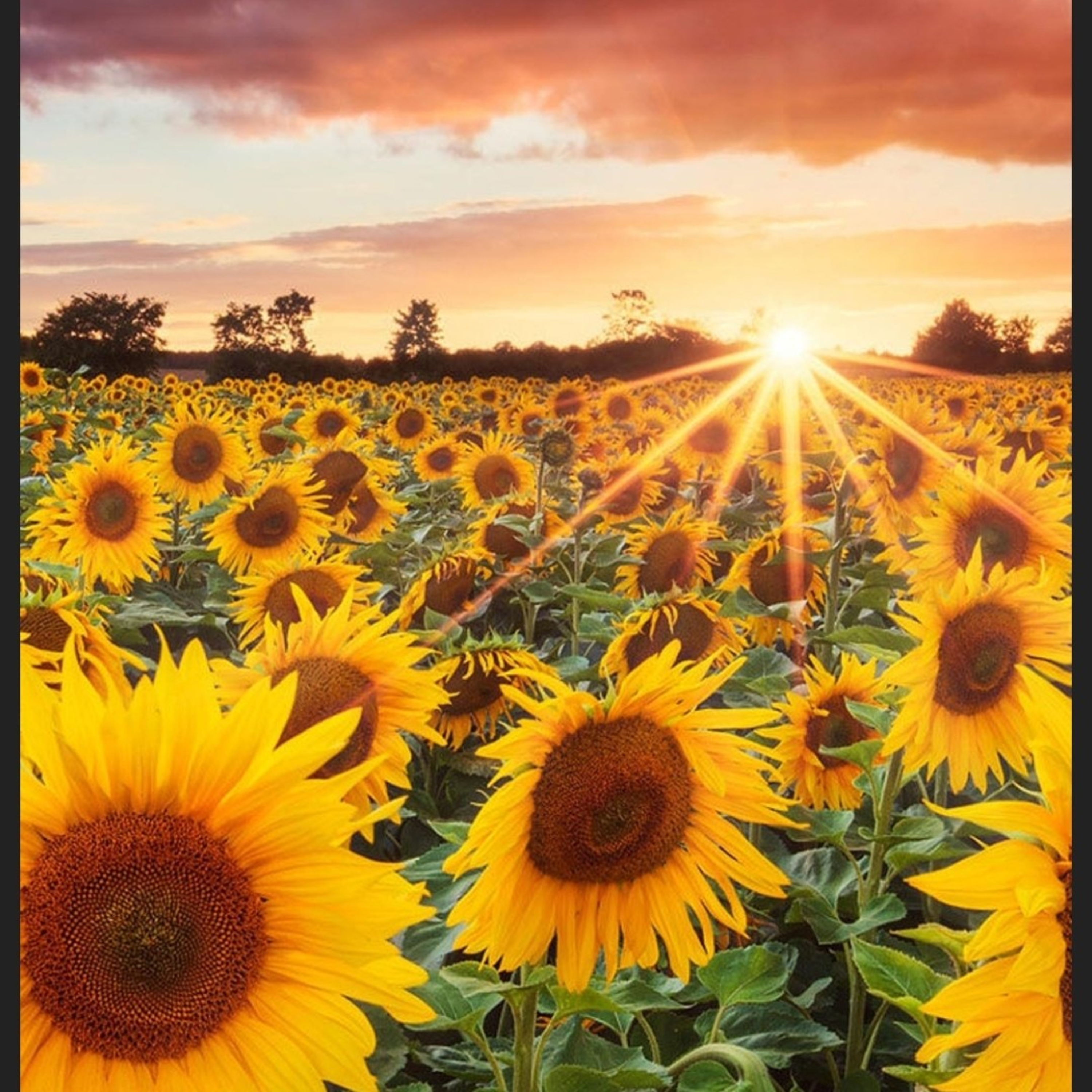 The FeelingPath ILLUMINATED☀️