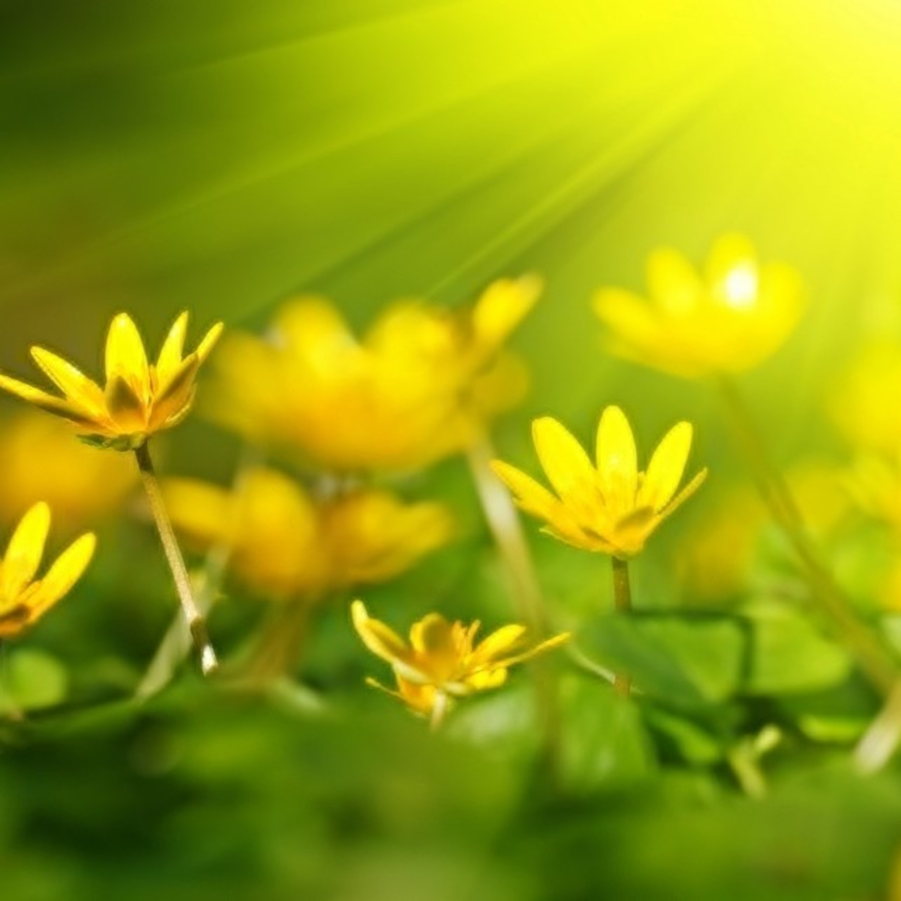 The FeelingPath ILLUMINATED☀️