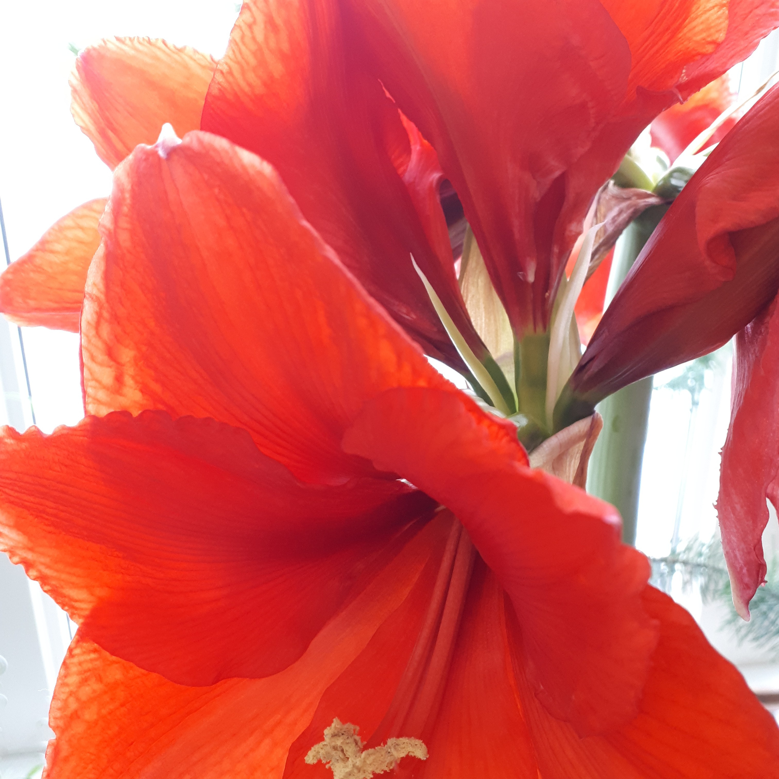 The FeelingPath ILLUMINATED☀️