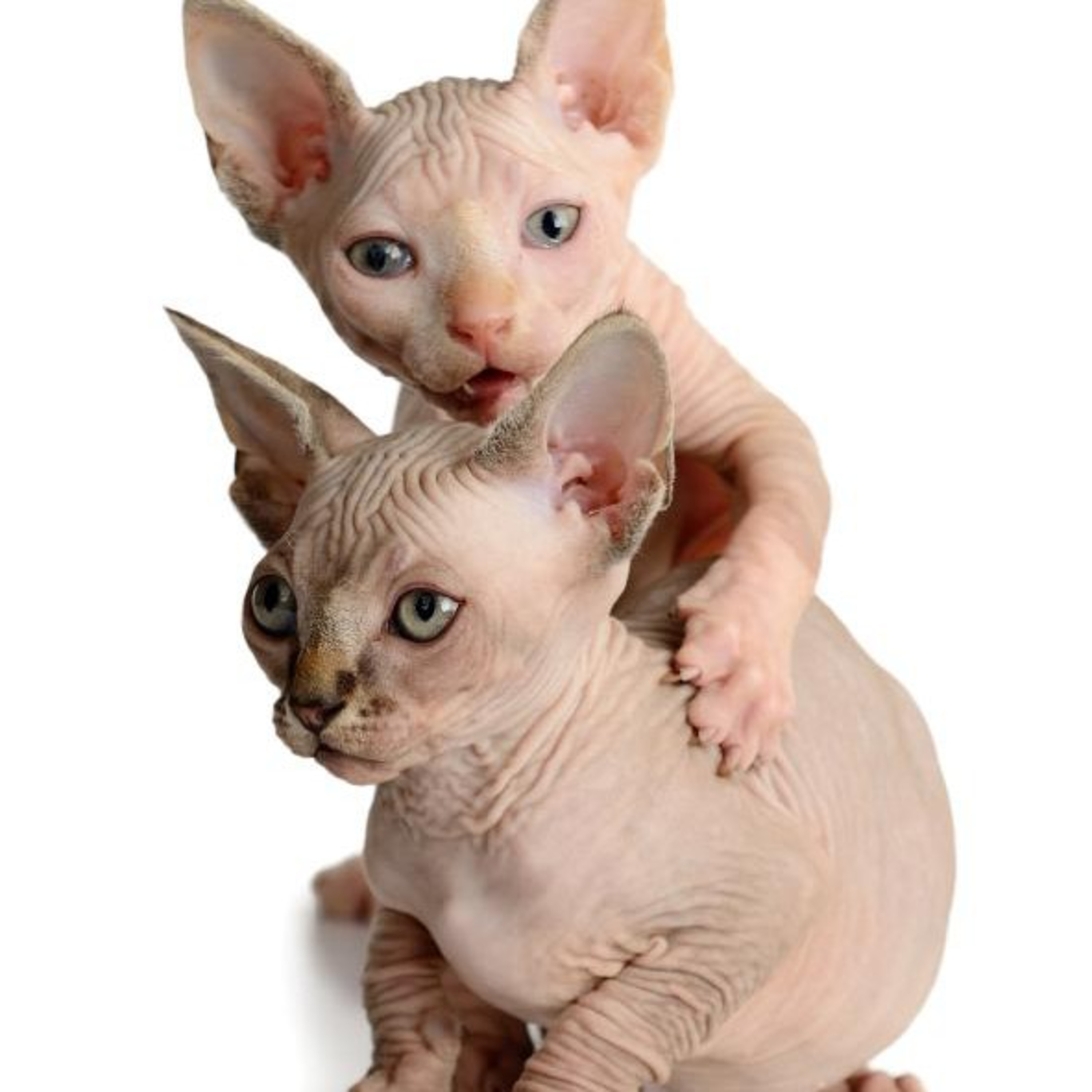 Animales Curiosos