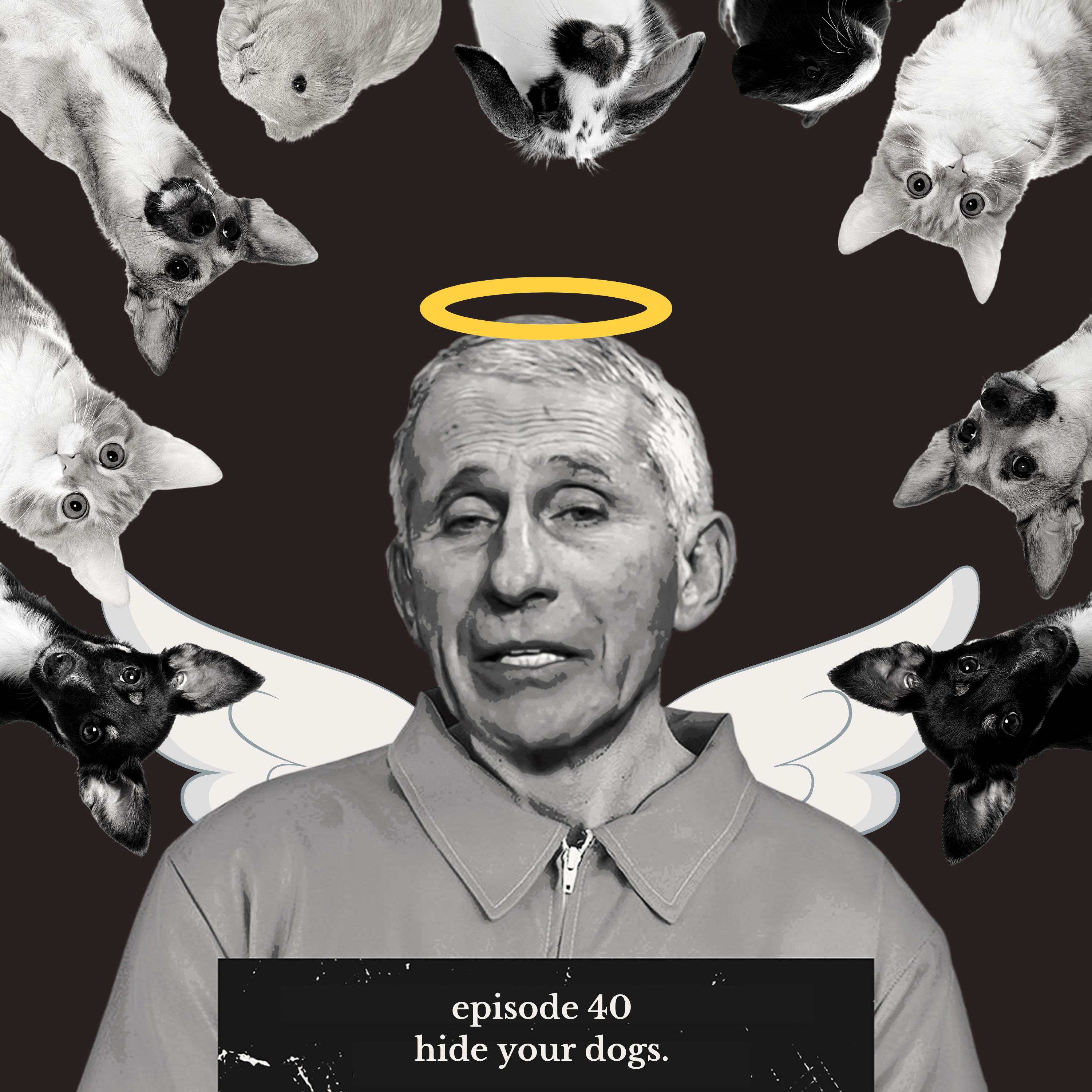 HIDE YOUR DOGS episode artwork