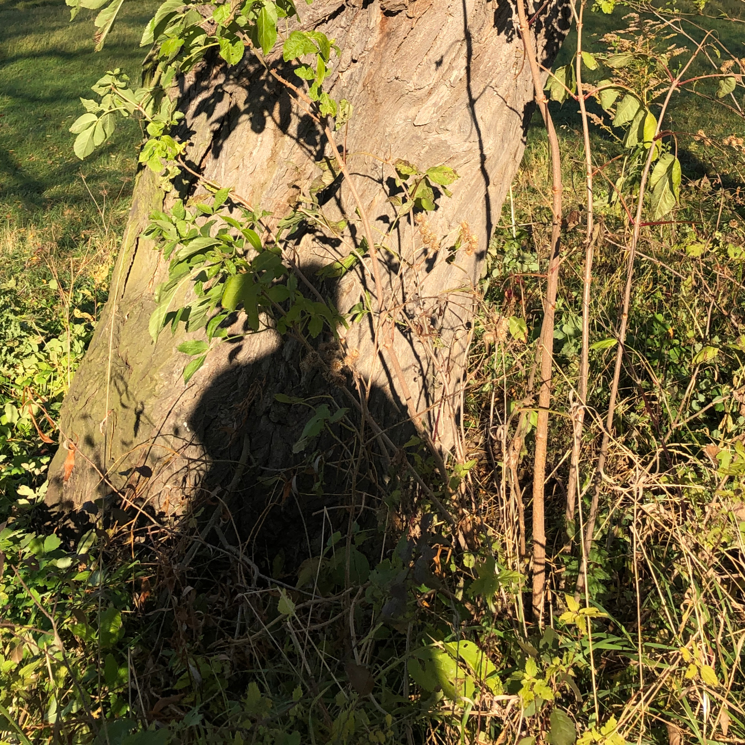 fotowiersze