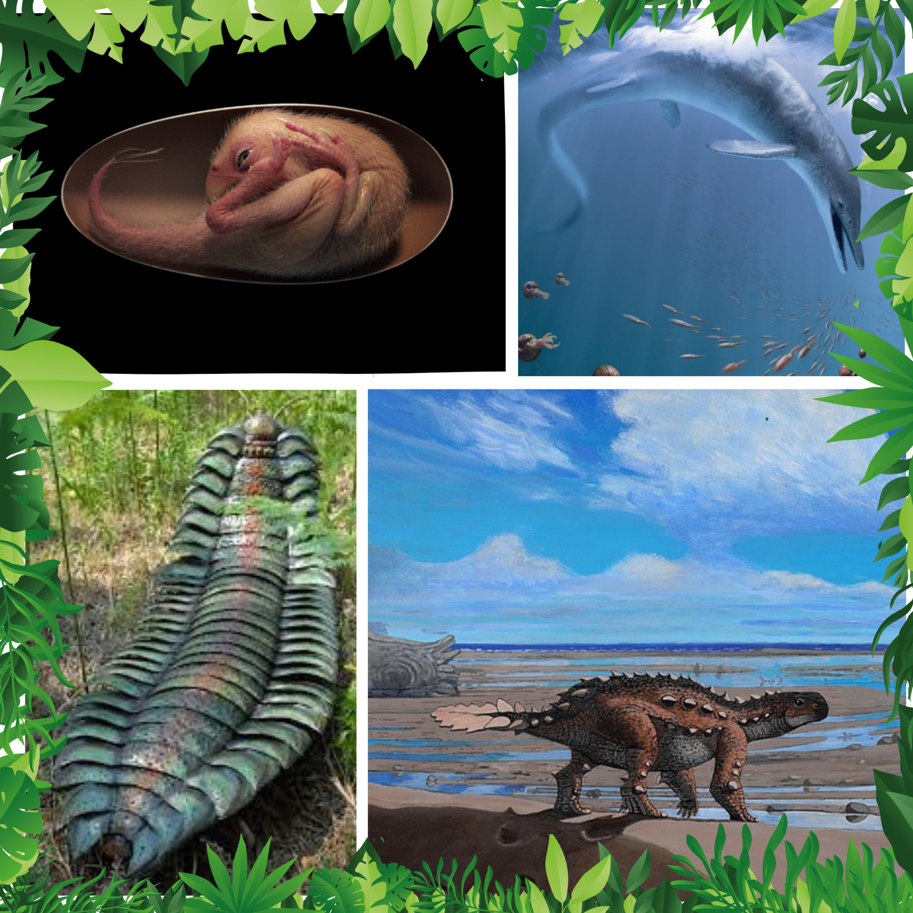 RHINOPS