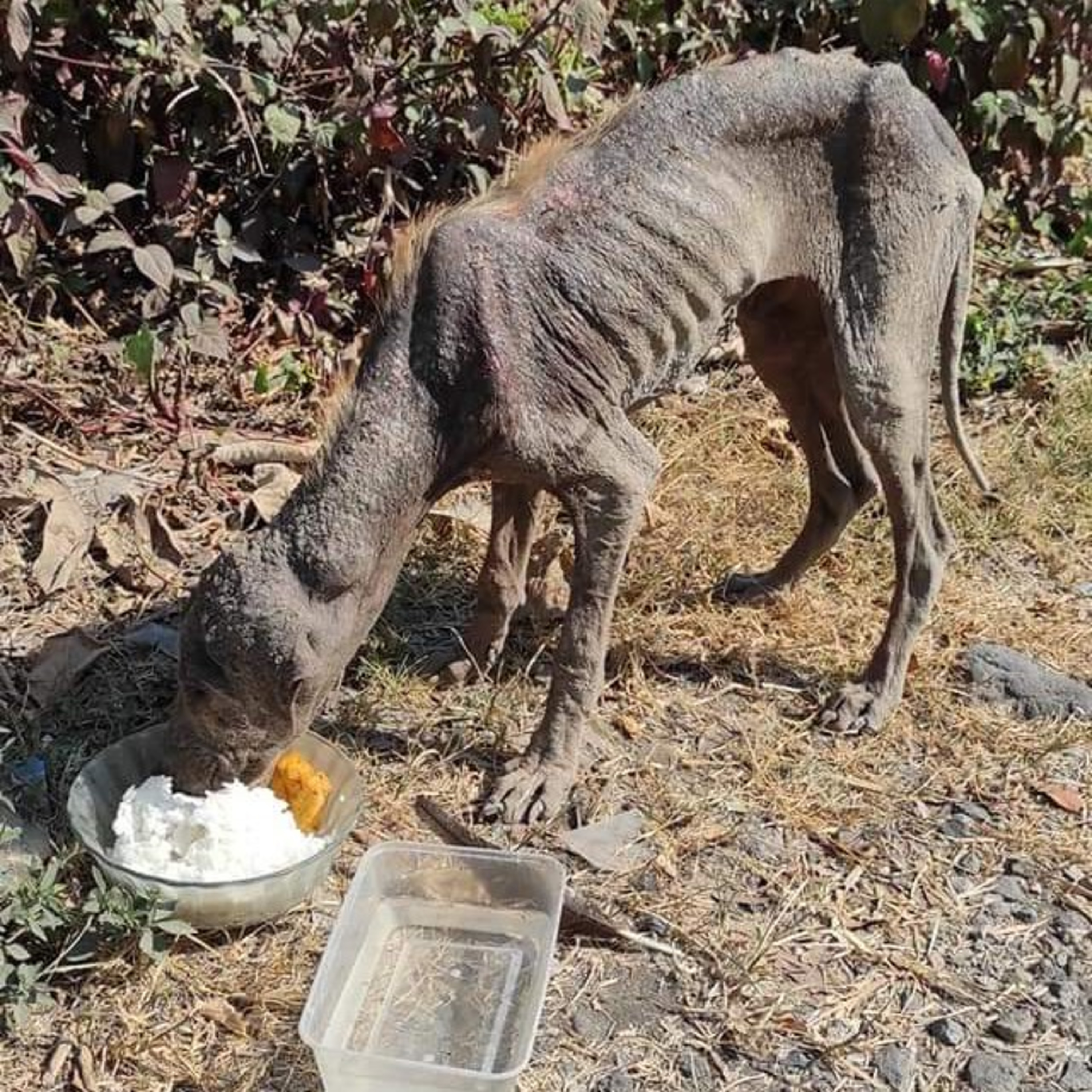 Selain pecinta dogy style, bolot memberikan bukti nyata juga sebagai pemerhati dogy