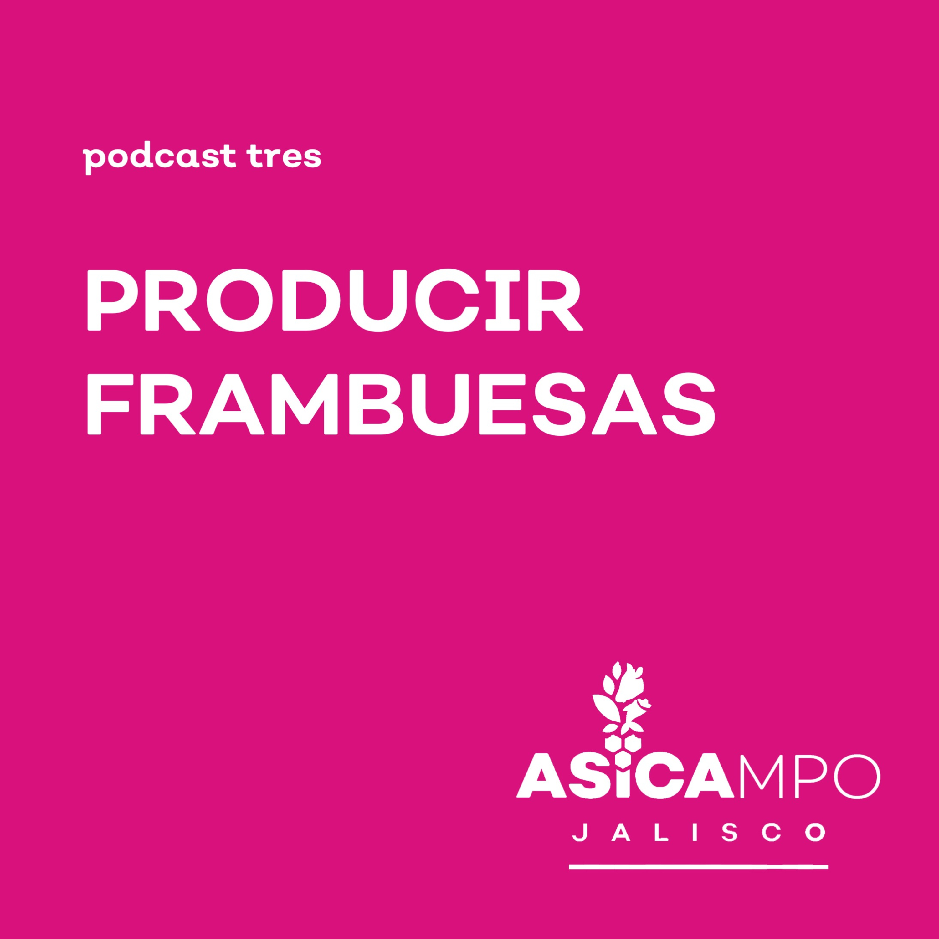 ASICAMPO