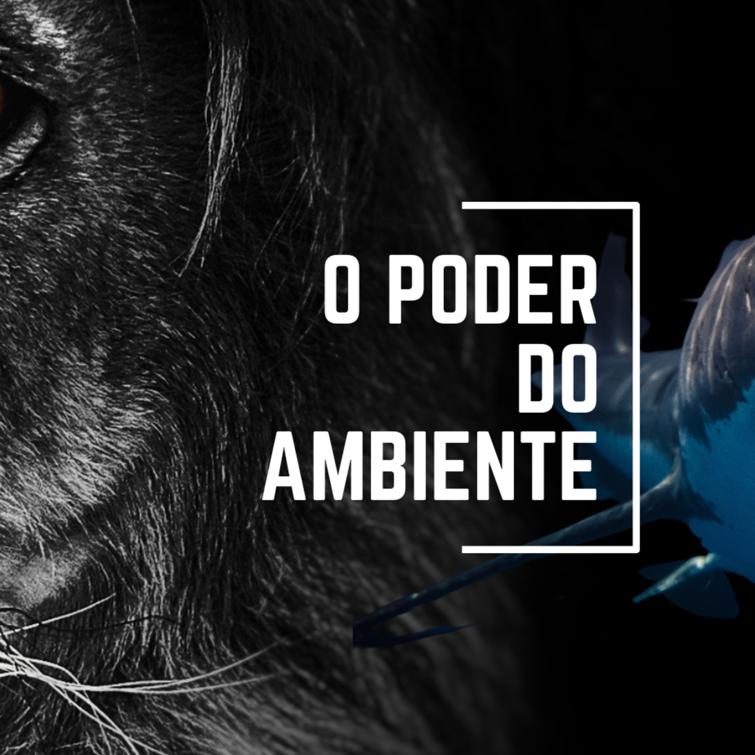 Daniel Martins Silva