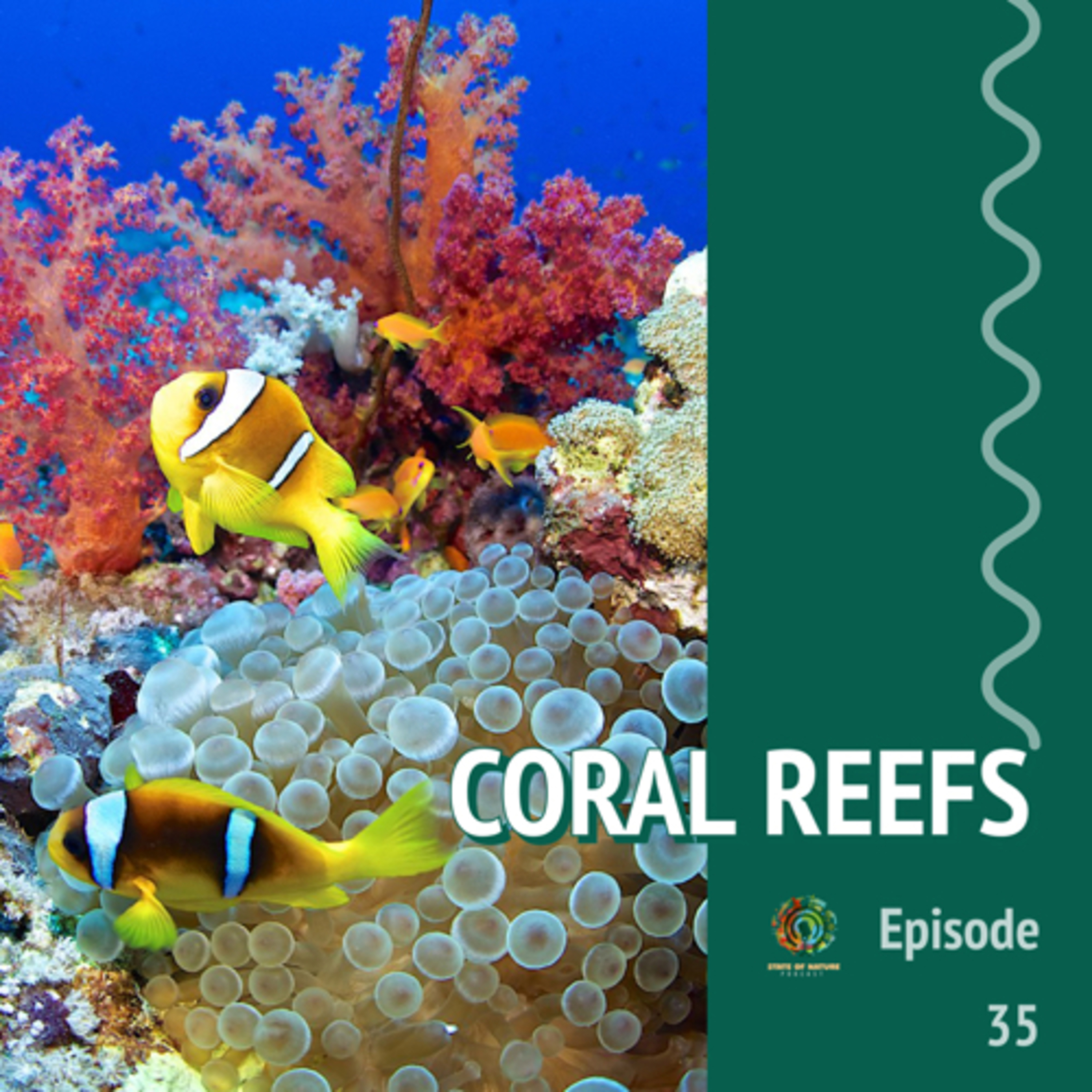 #35 - Coral reefs are dying and this is why! episode artwork
