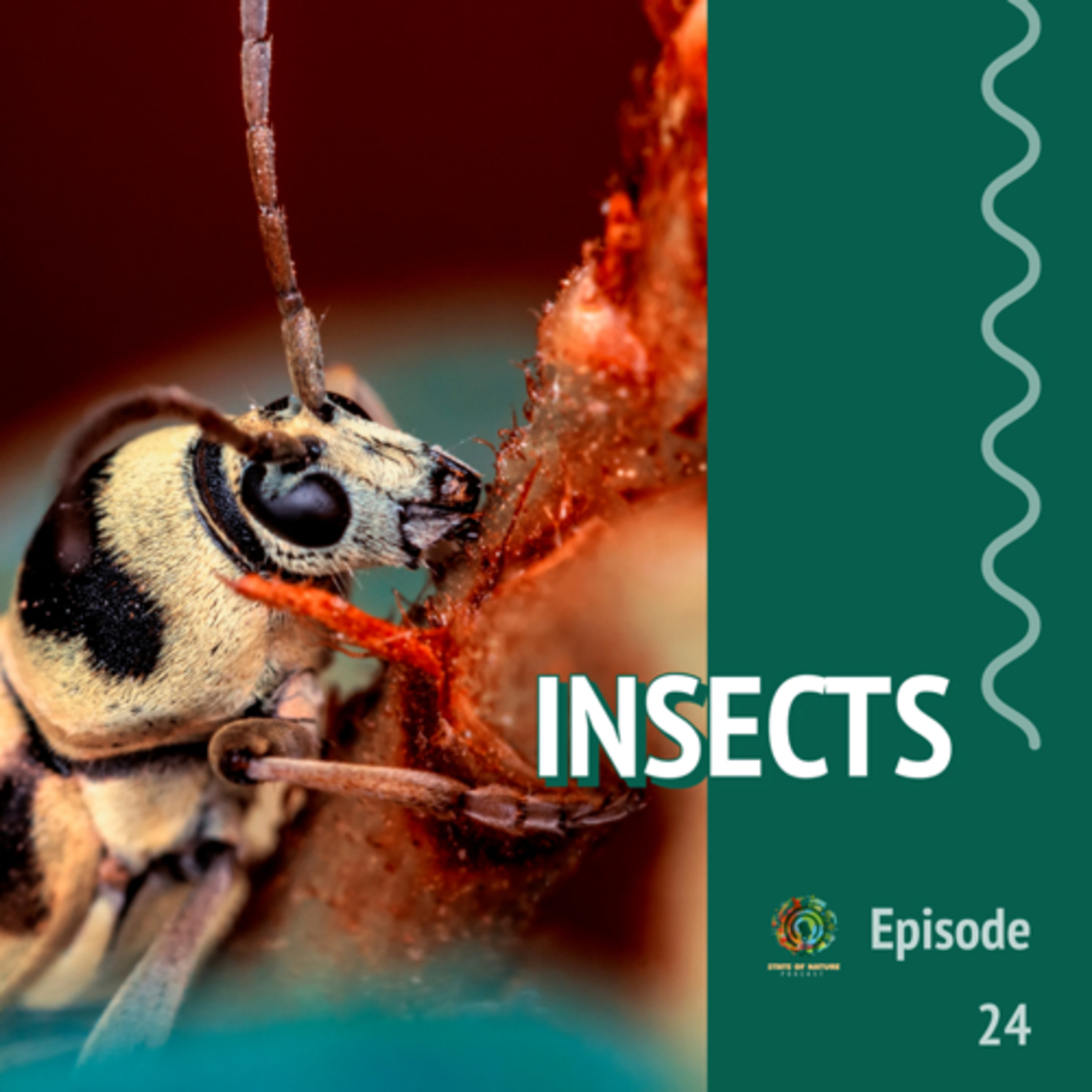 #24 - Insects | Are they ok to eat?