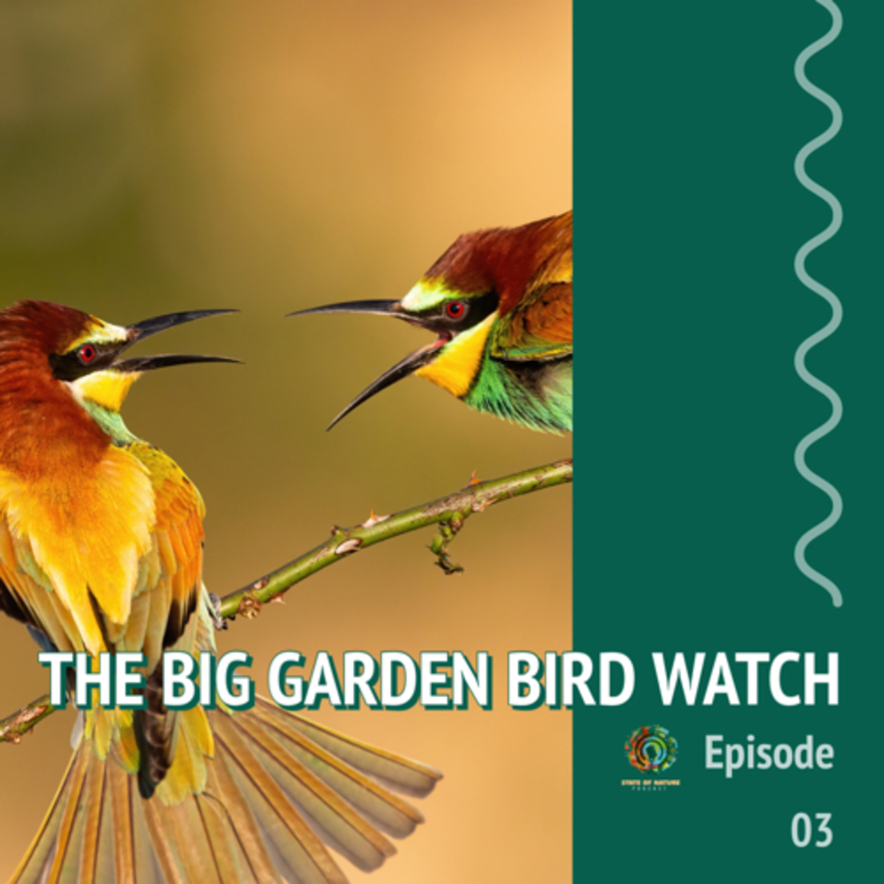 #3 - The big garden bird watch