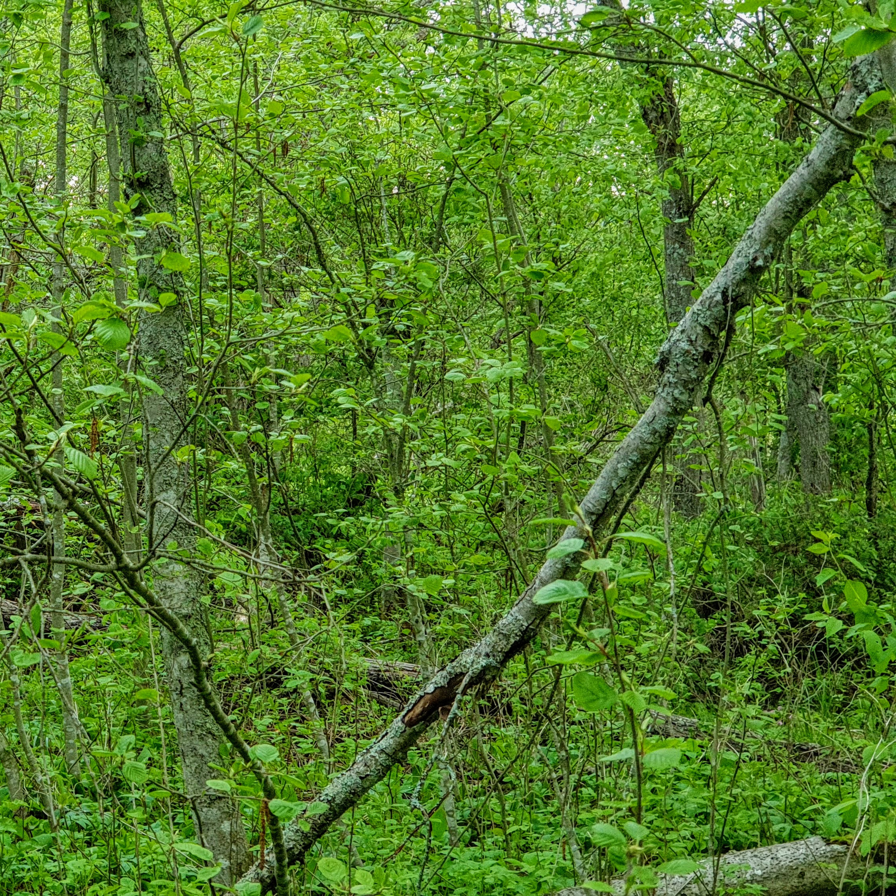 Nature Sound World - Luontoäänien maailma