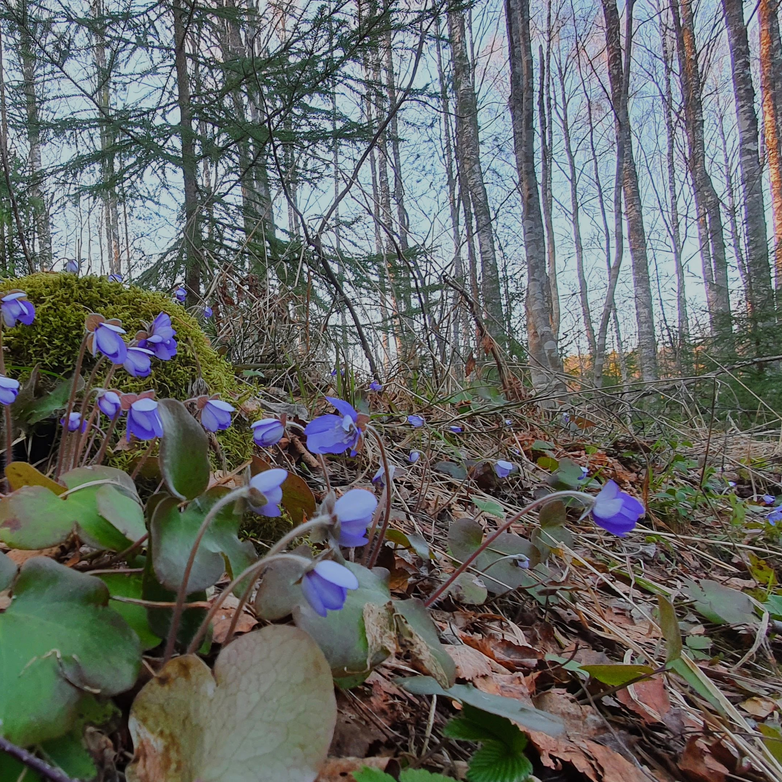 Nature Sound World - Luontoäänien maailma