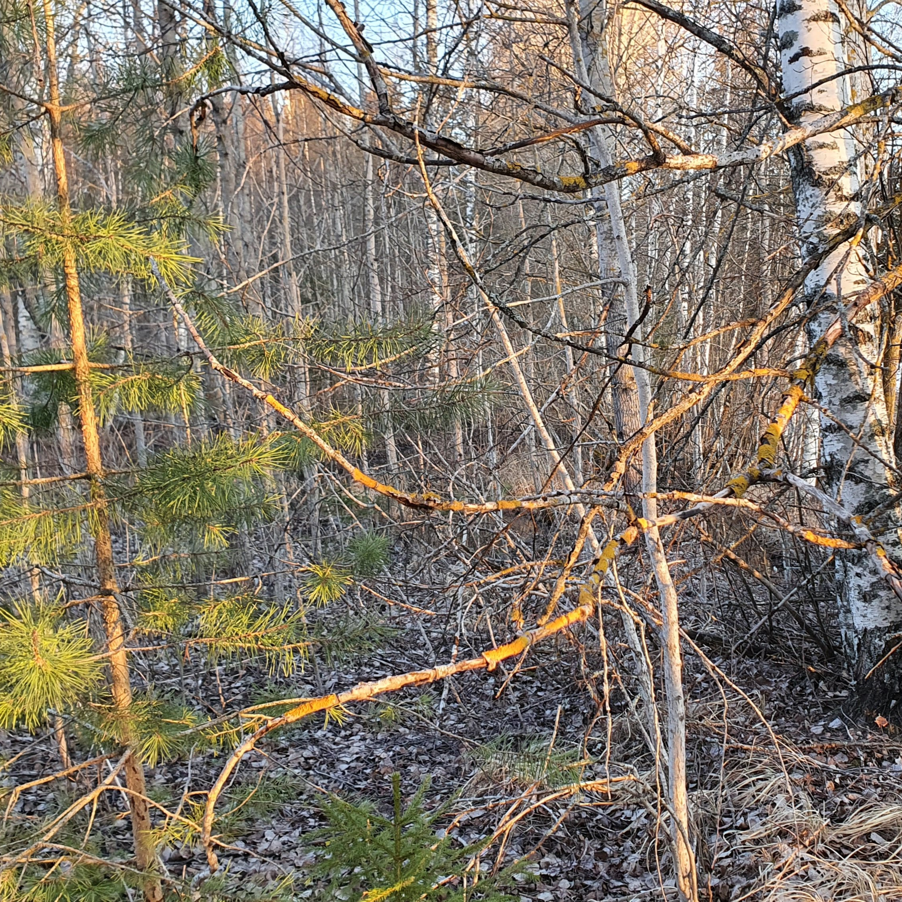 Nature Sound World - Luontoäänien maailma