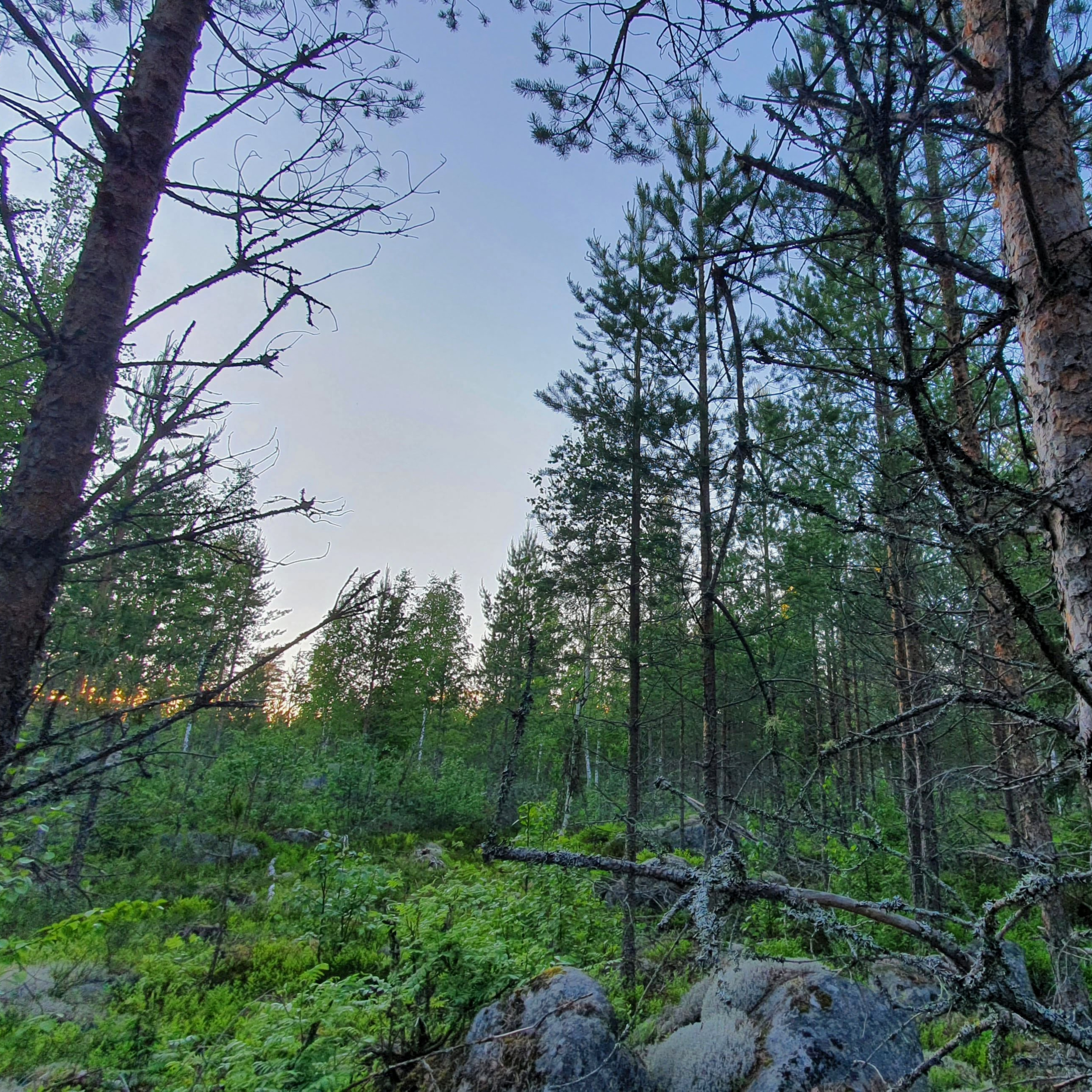Nature Sound World - Luontoäänien maailma