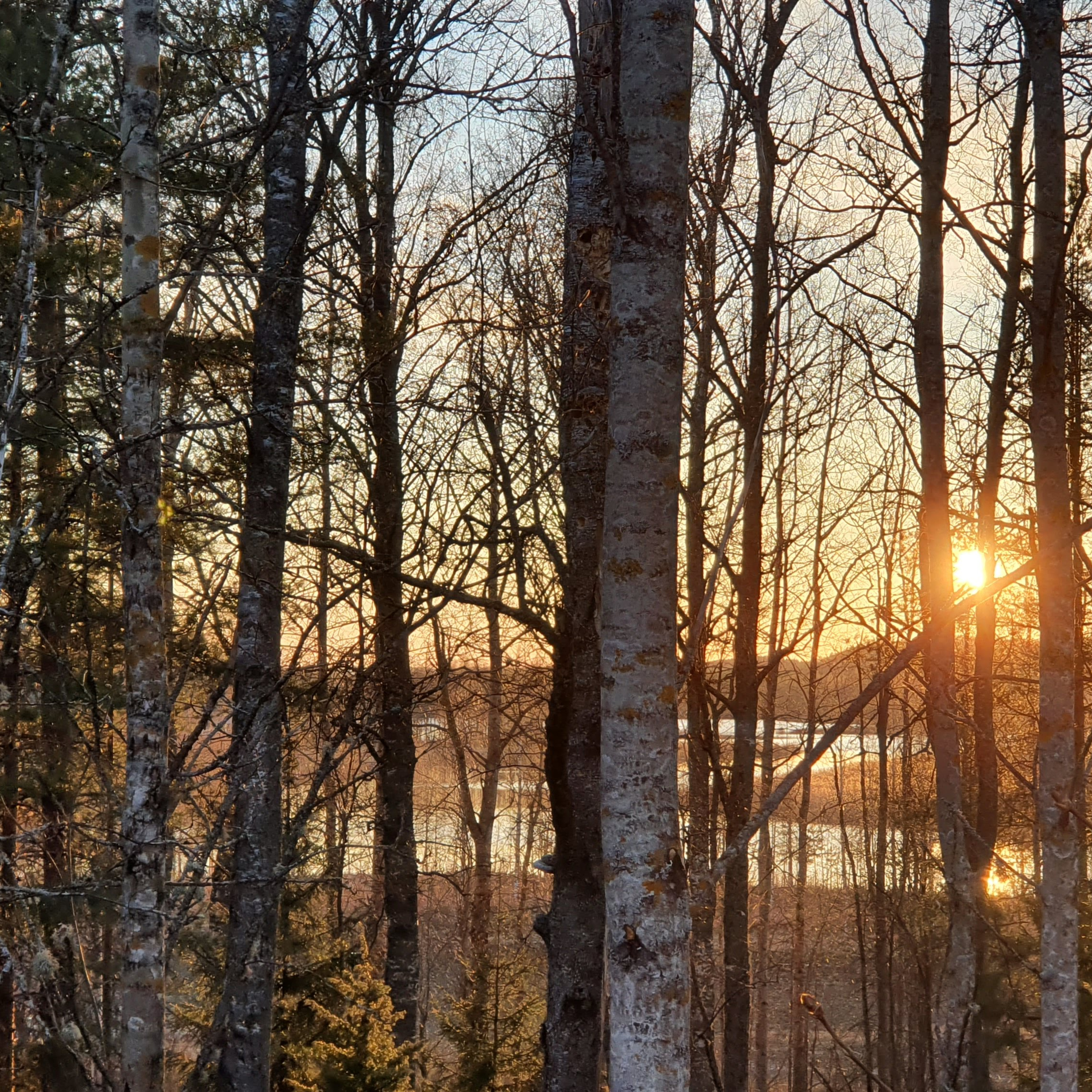 Nature Sound World - Luontoäänien maailma