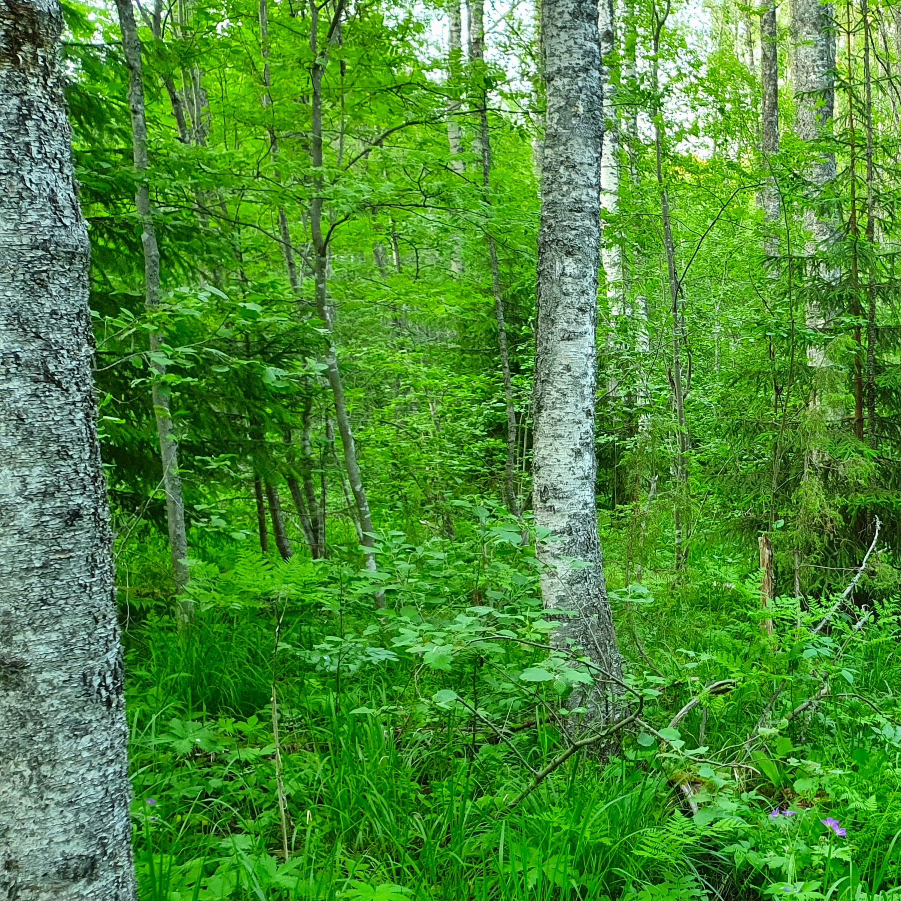 Nature Sound World - Luontoäänien maailma