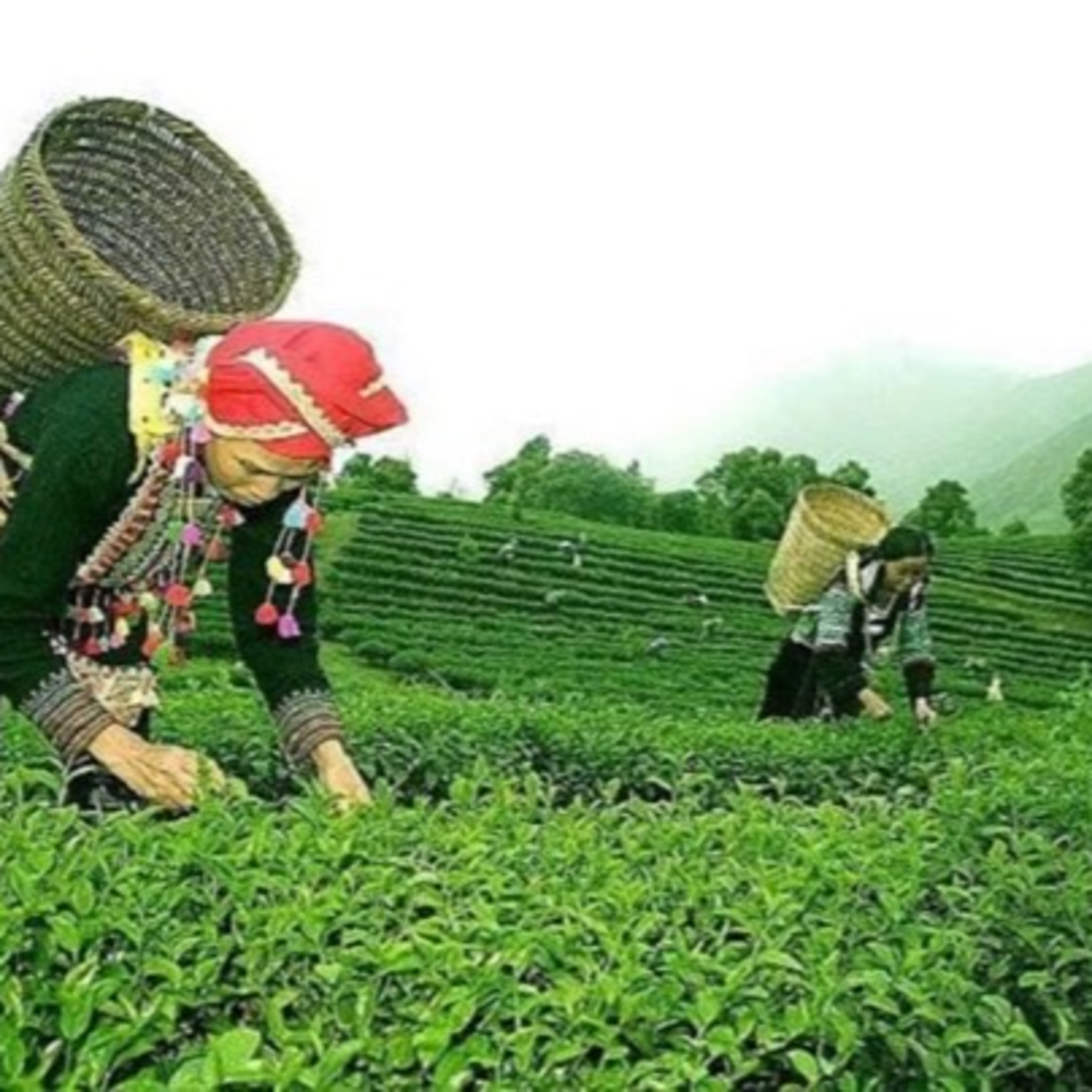 Thời sự 6h (15/6/2022)