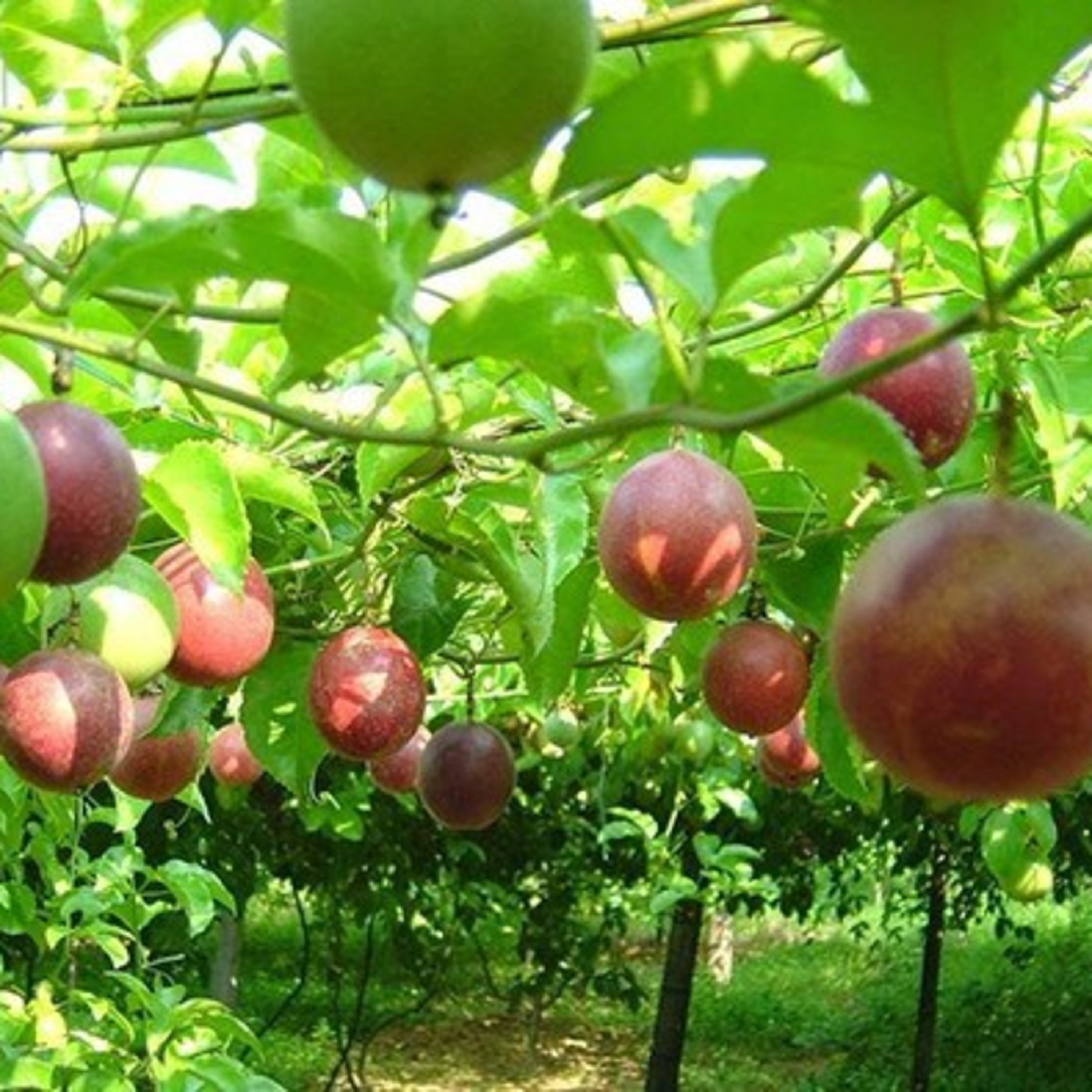Thời sự 12h (7/7/2022)