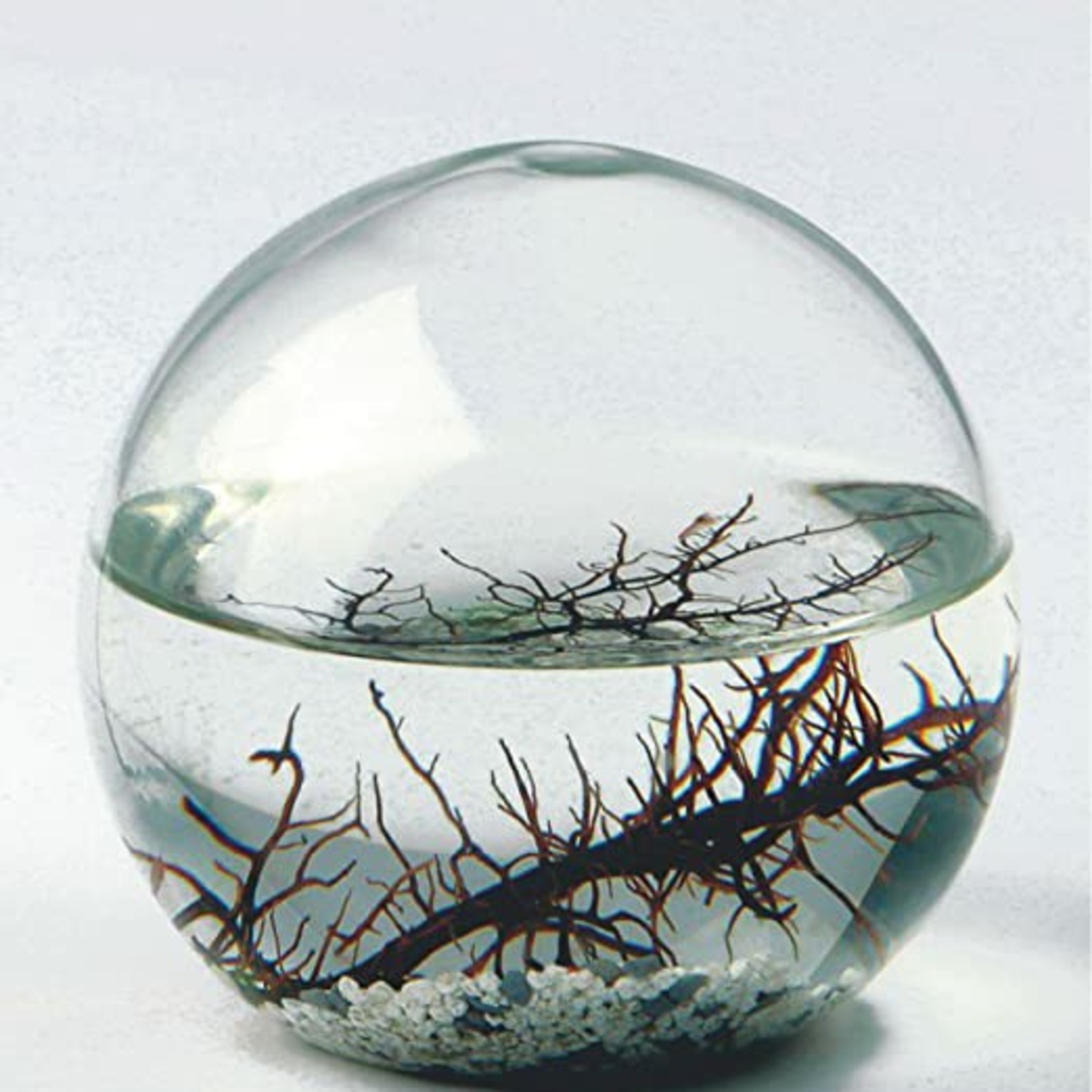 Leyes de la Ecología 