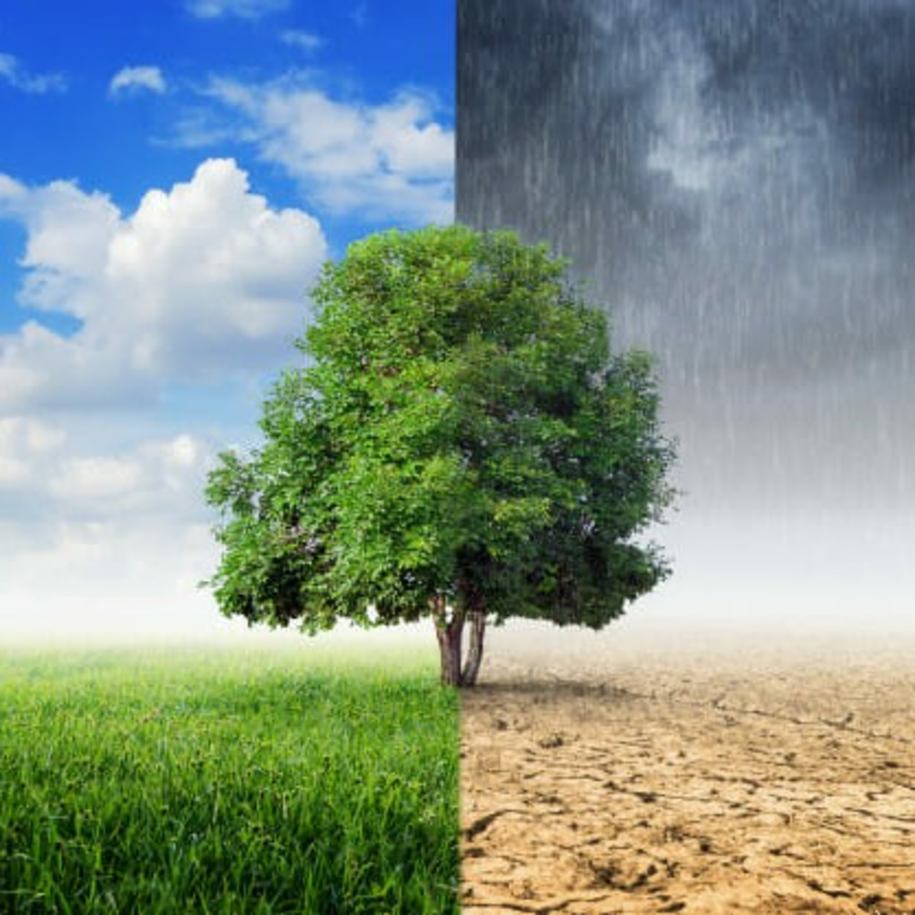 Impacto Ambiental 