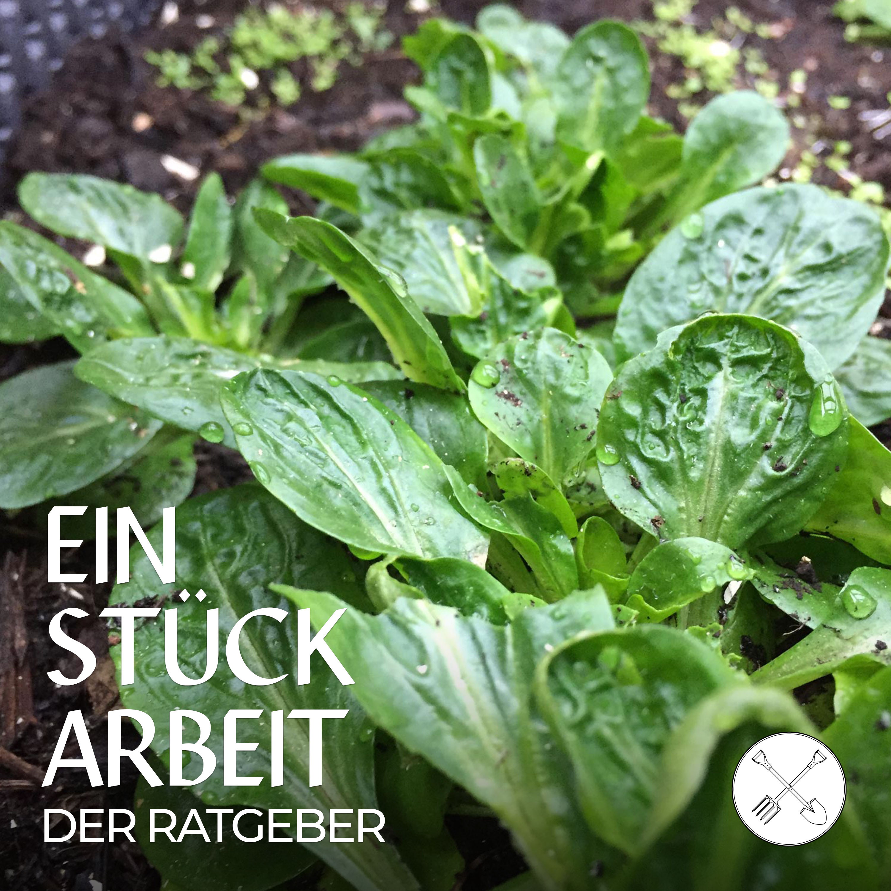 🥗Salat rund ums Jahr – 7 Tipps episode artwork