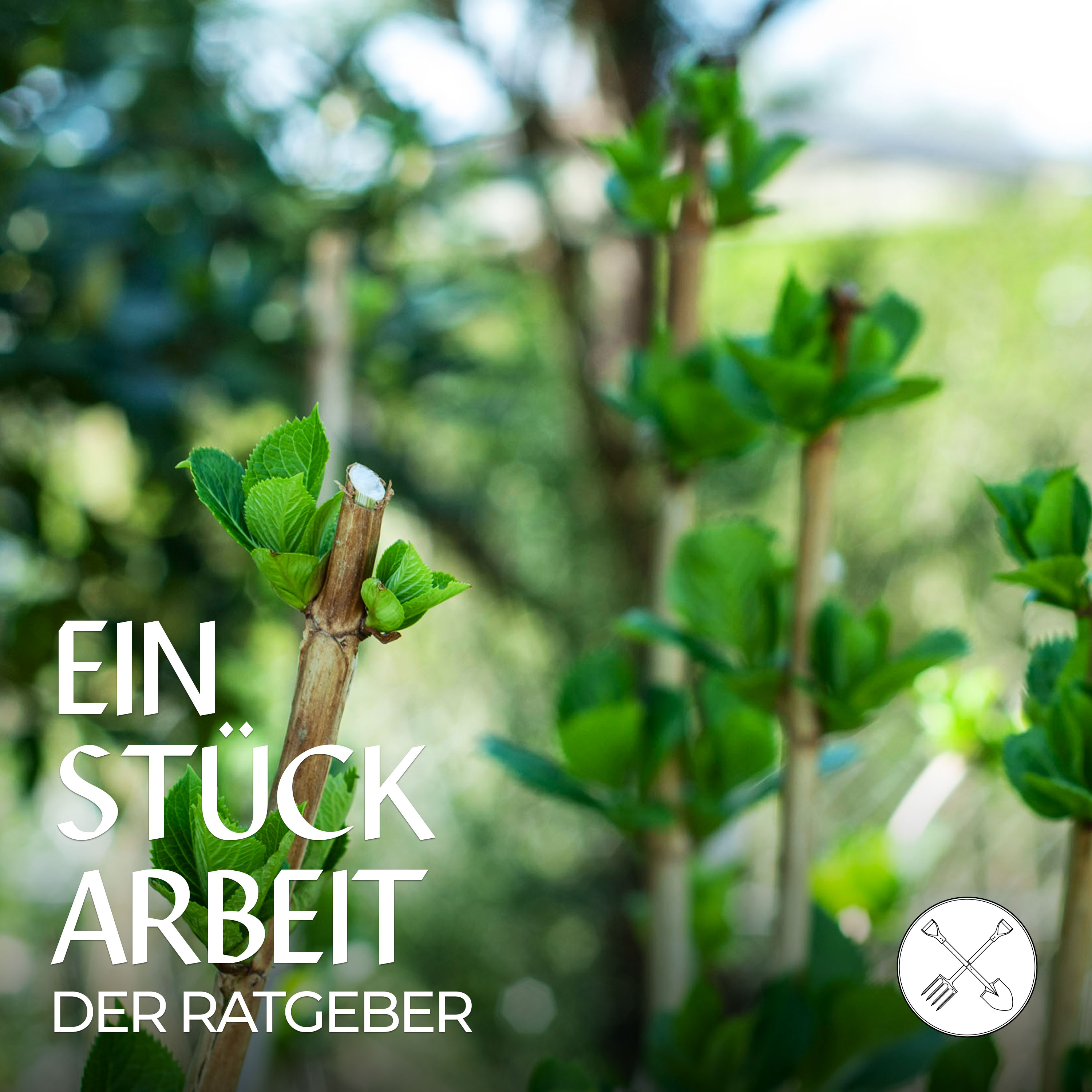 Sträucher schneiden: sieben Tipps und Tricks ✂️🌿 episode artwork