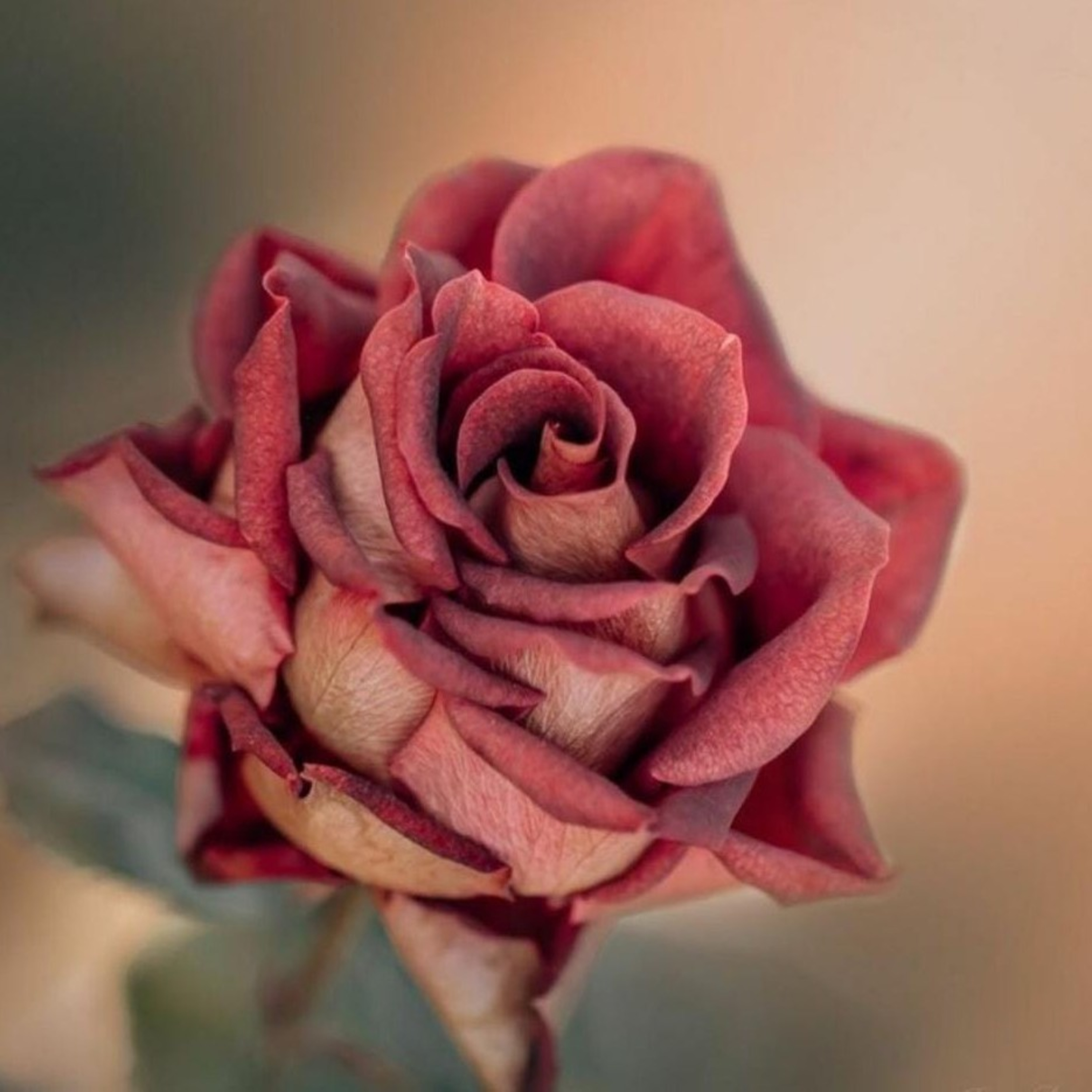 HABIB NOVEL BIN ZEIN