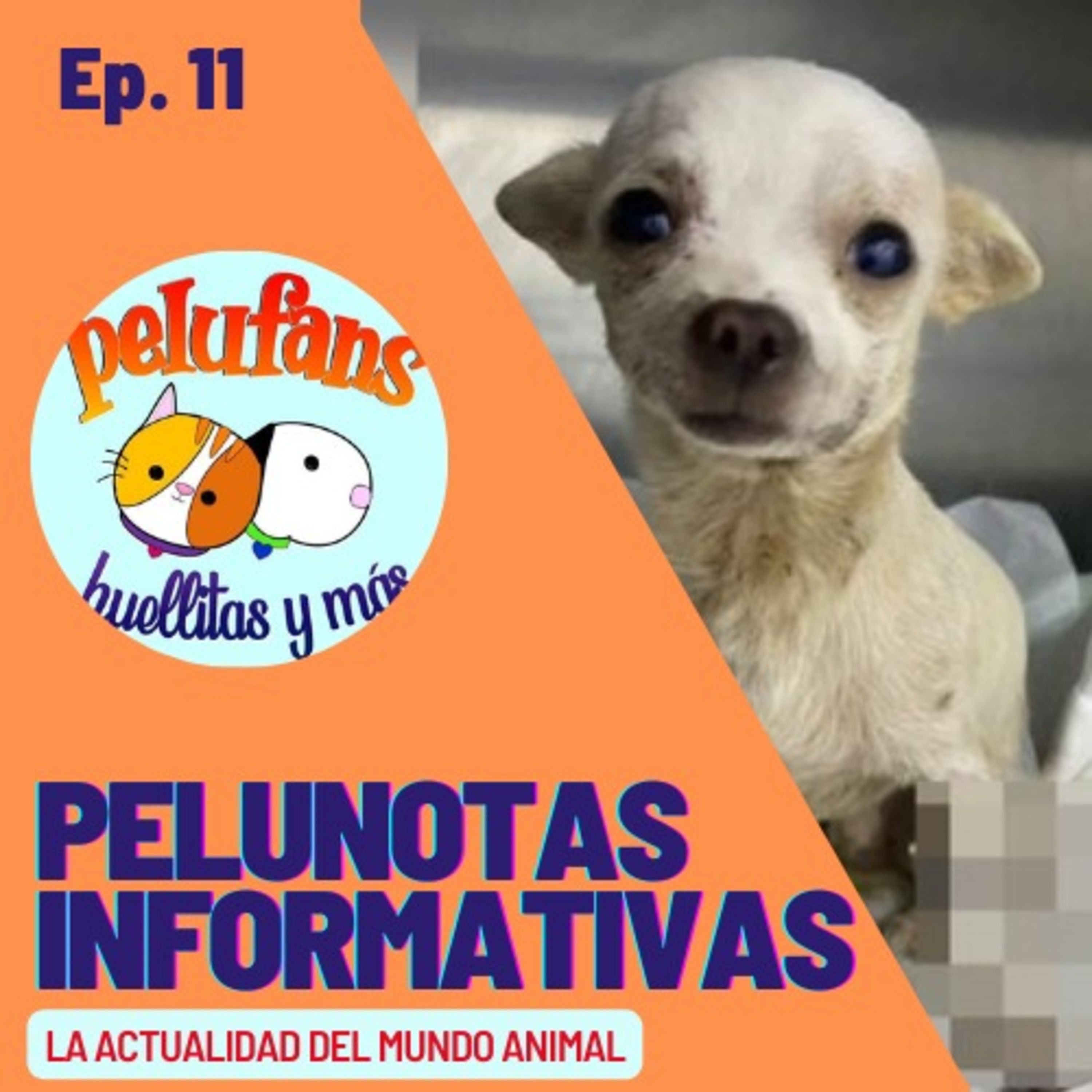 Pelufans, Huellitas Y Más