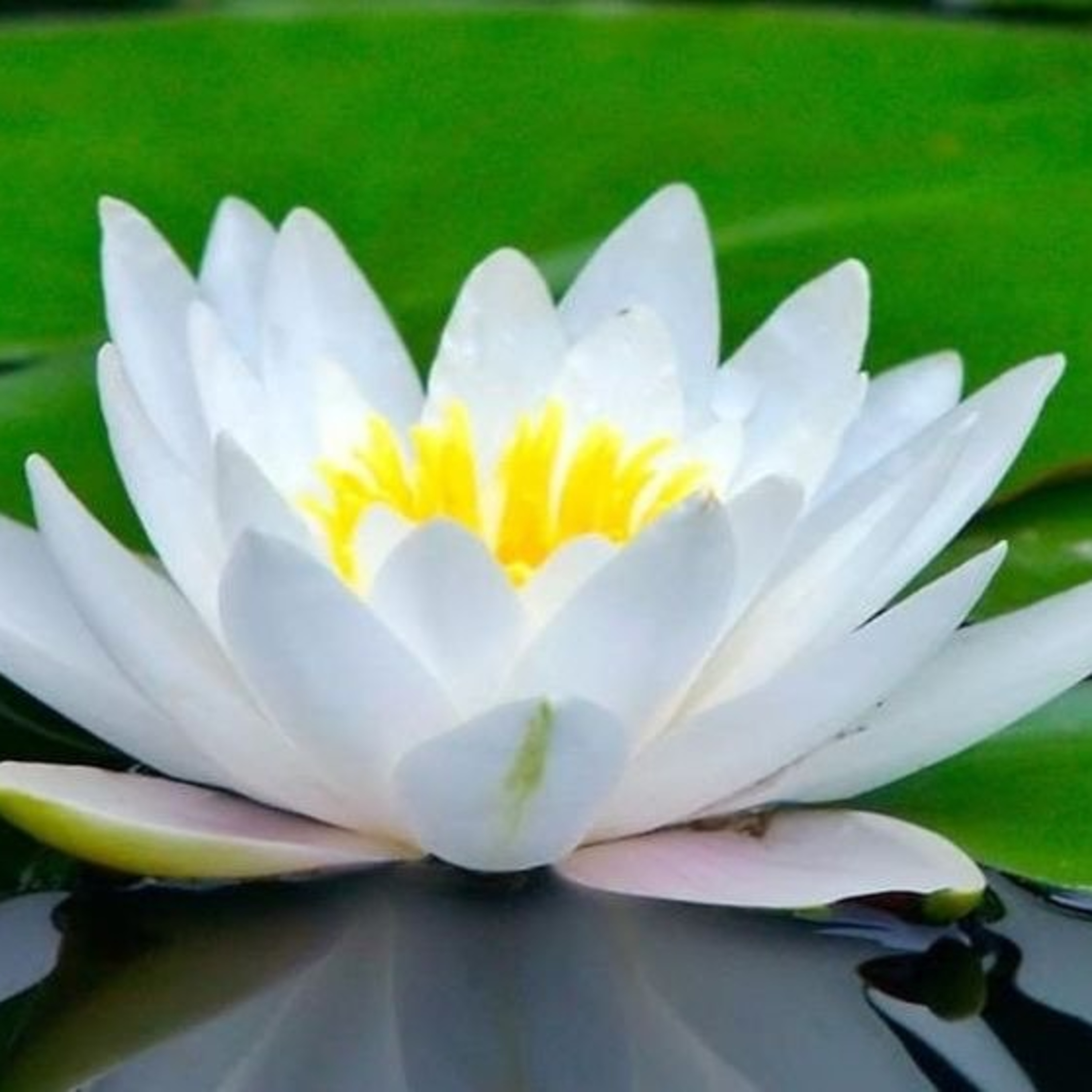 La flor de Loto