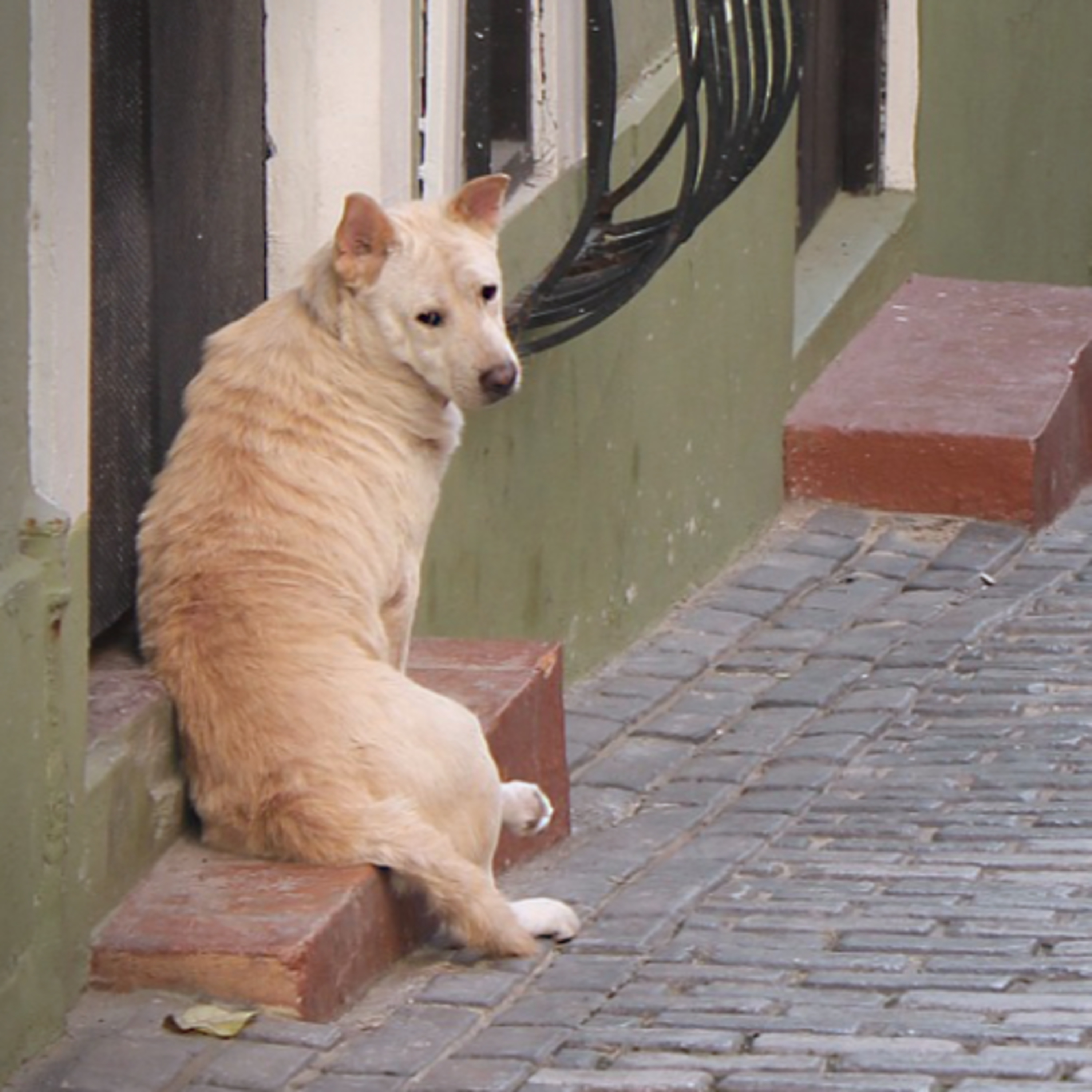 Recomendaciones del Dog Guru sobre qué hacer cuando se pierde tu perro episode artwork