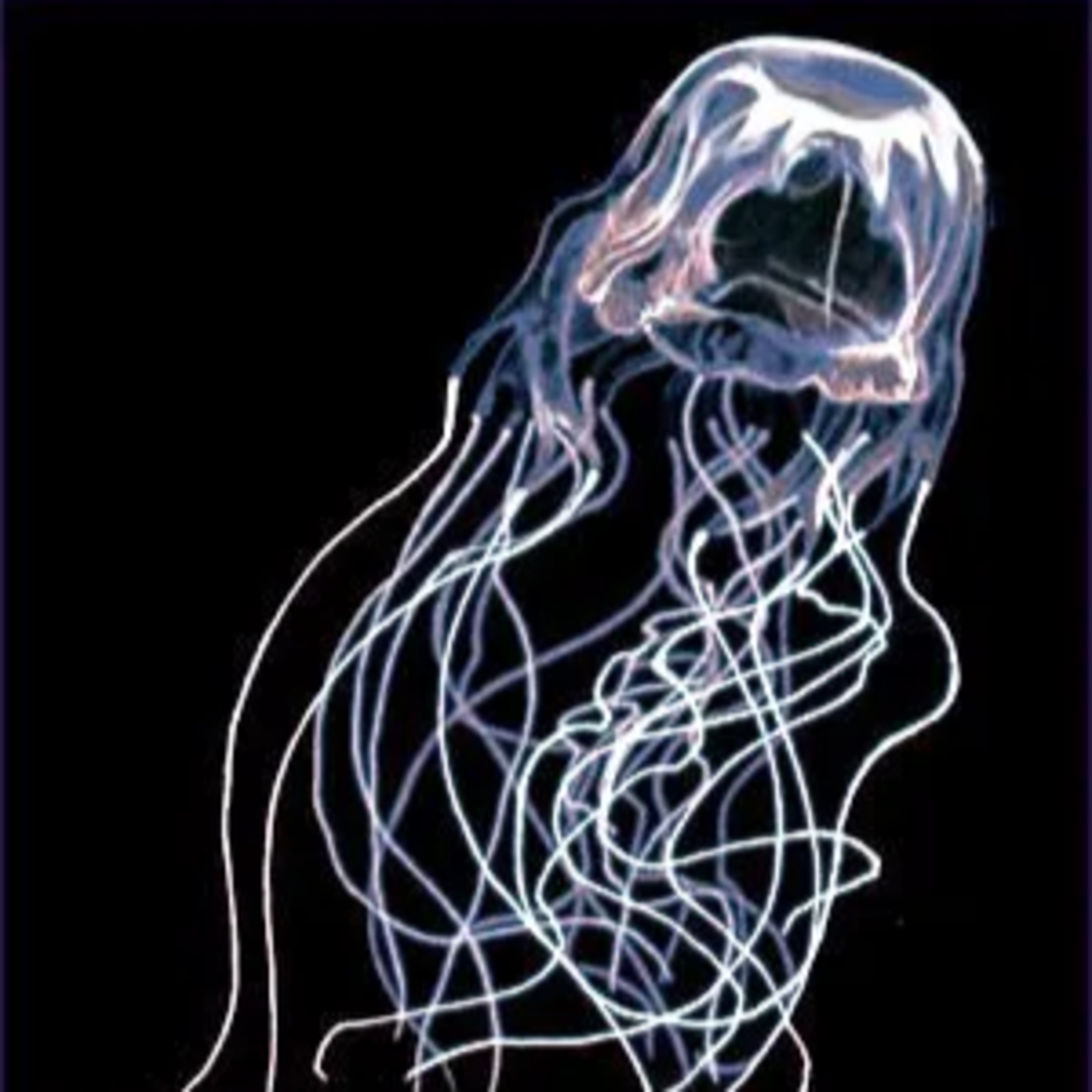 Box Jellyfish episode artwork