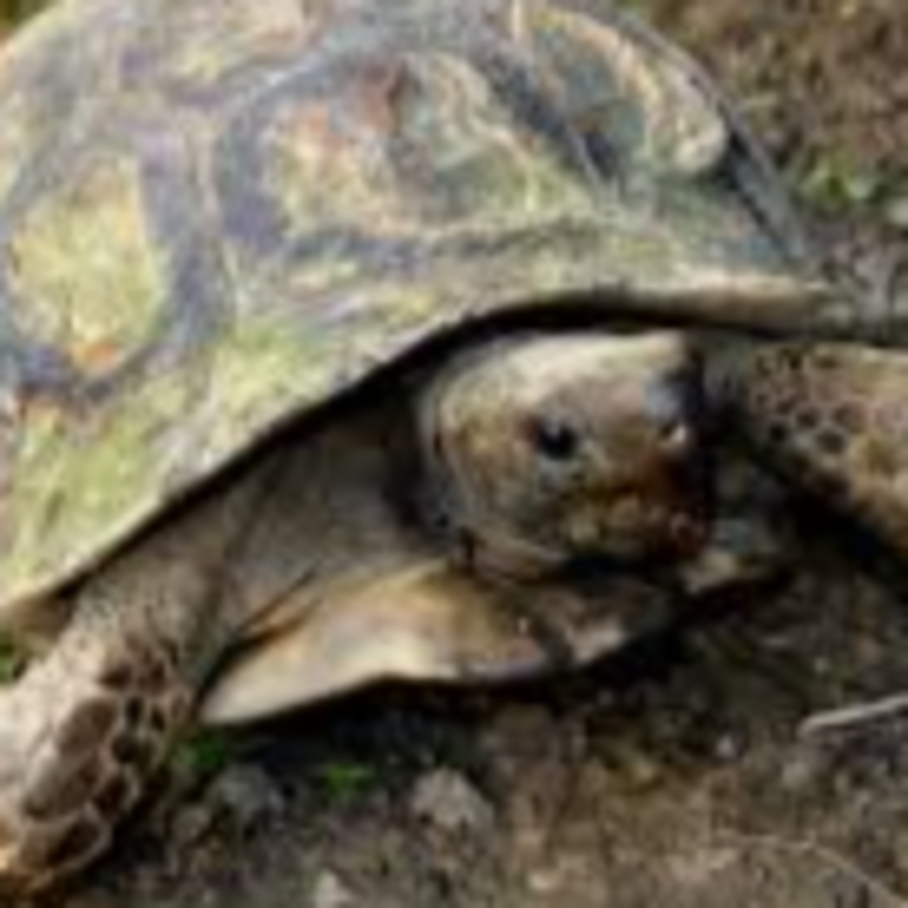 I'm a Tortoise Not a Turtle! episode artwork