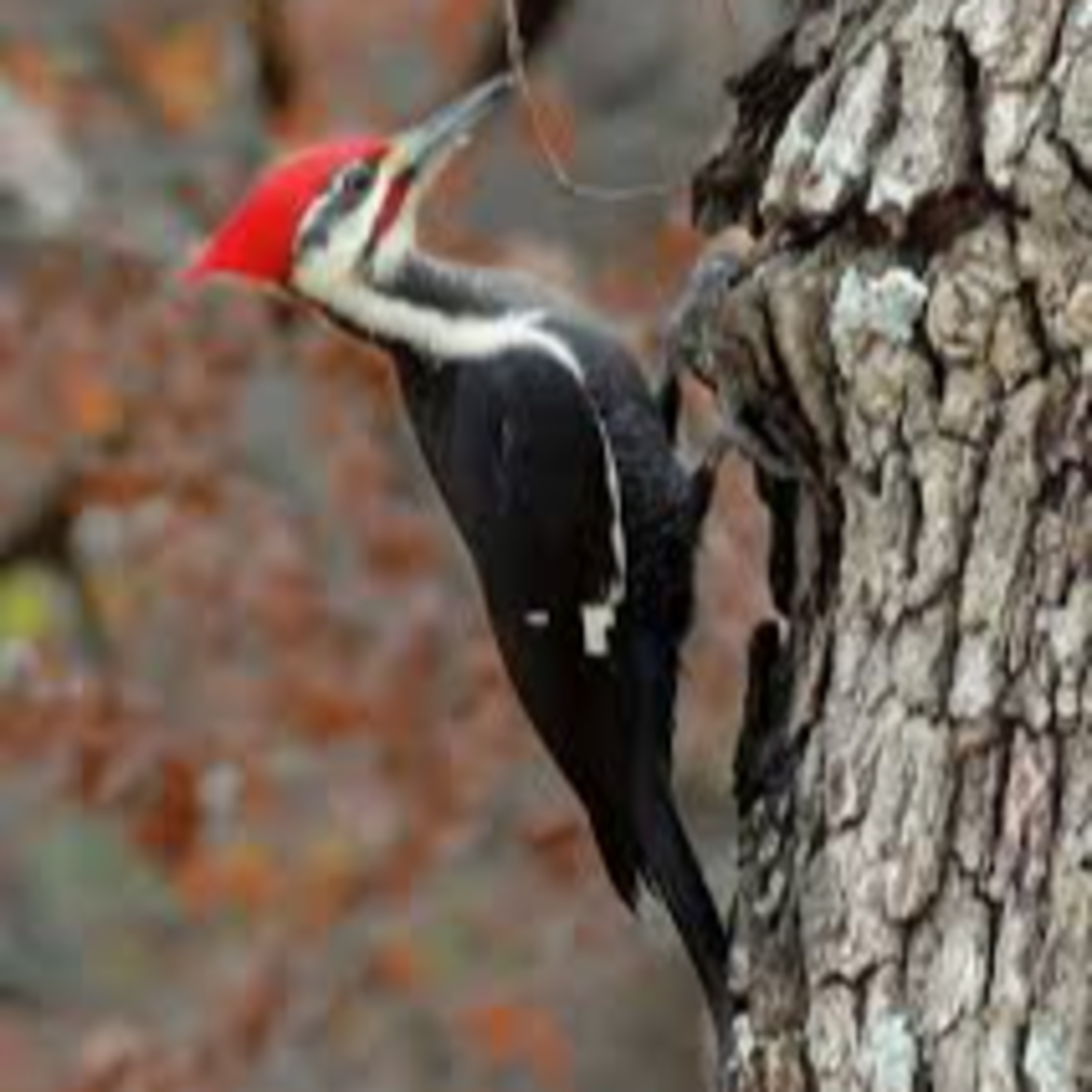 One Wacky Woodpecker episode artwork