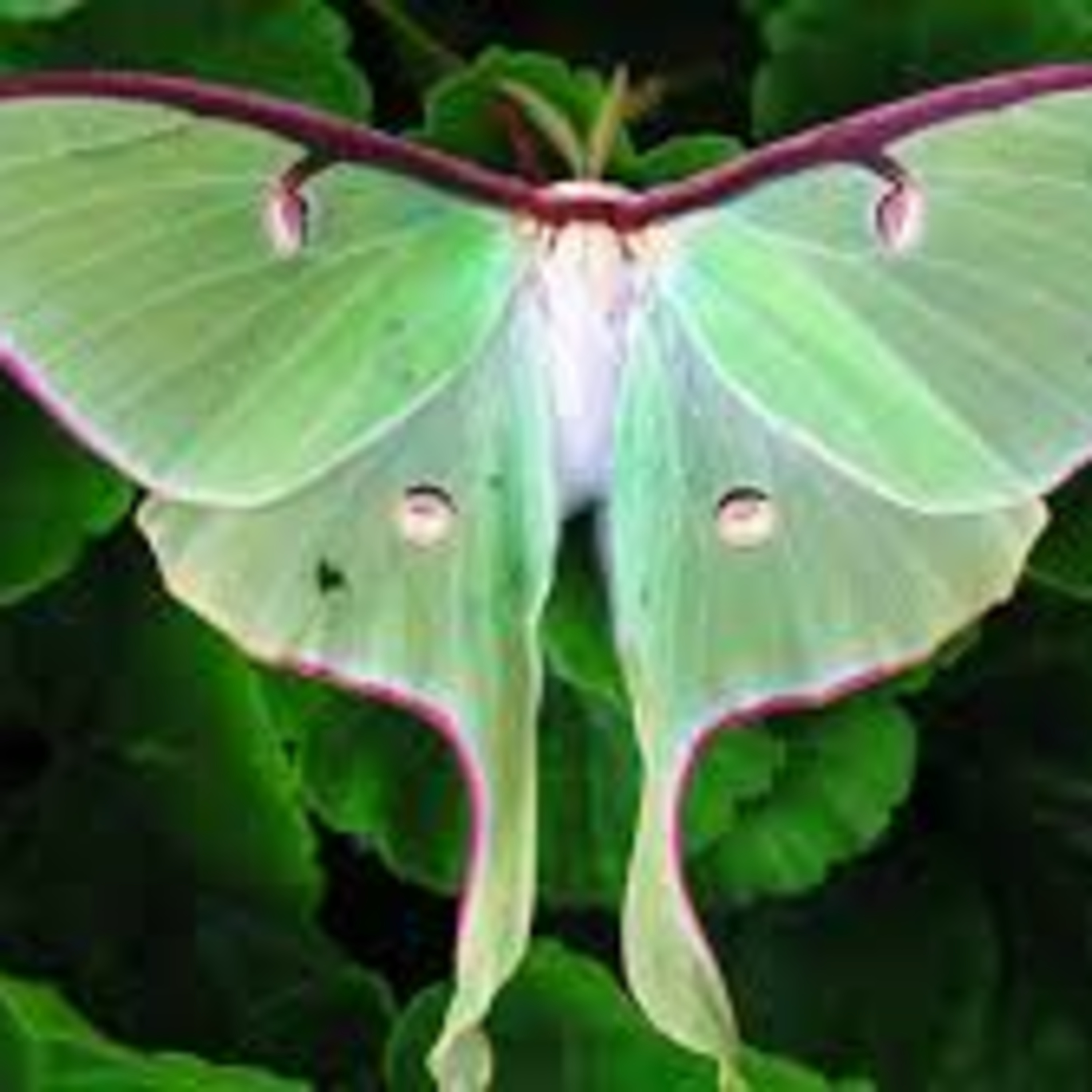 Goodnight, Luna Moth episode artwork