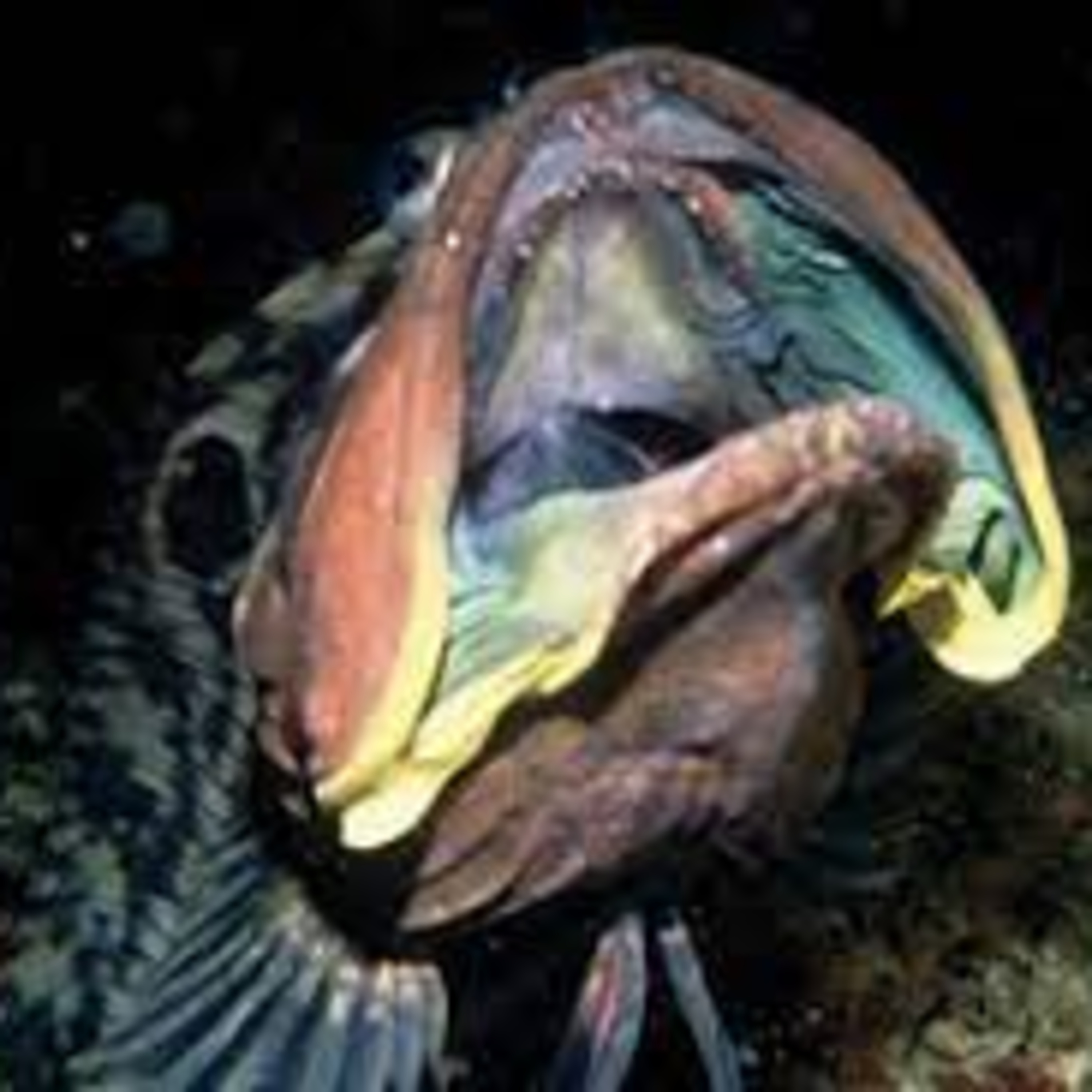 The Sarcastic Fringehead - Not a 'Funny' Fish episode artwork