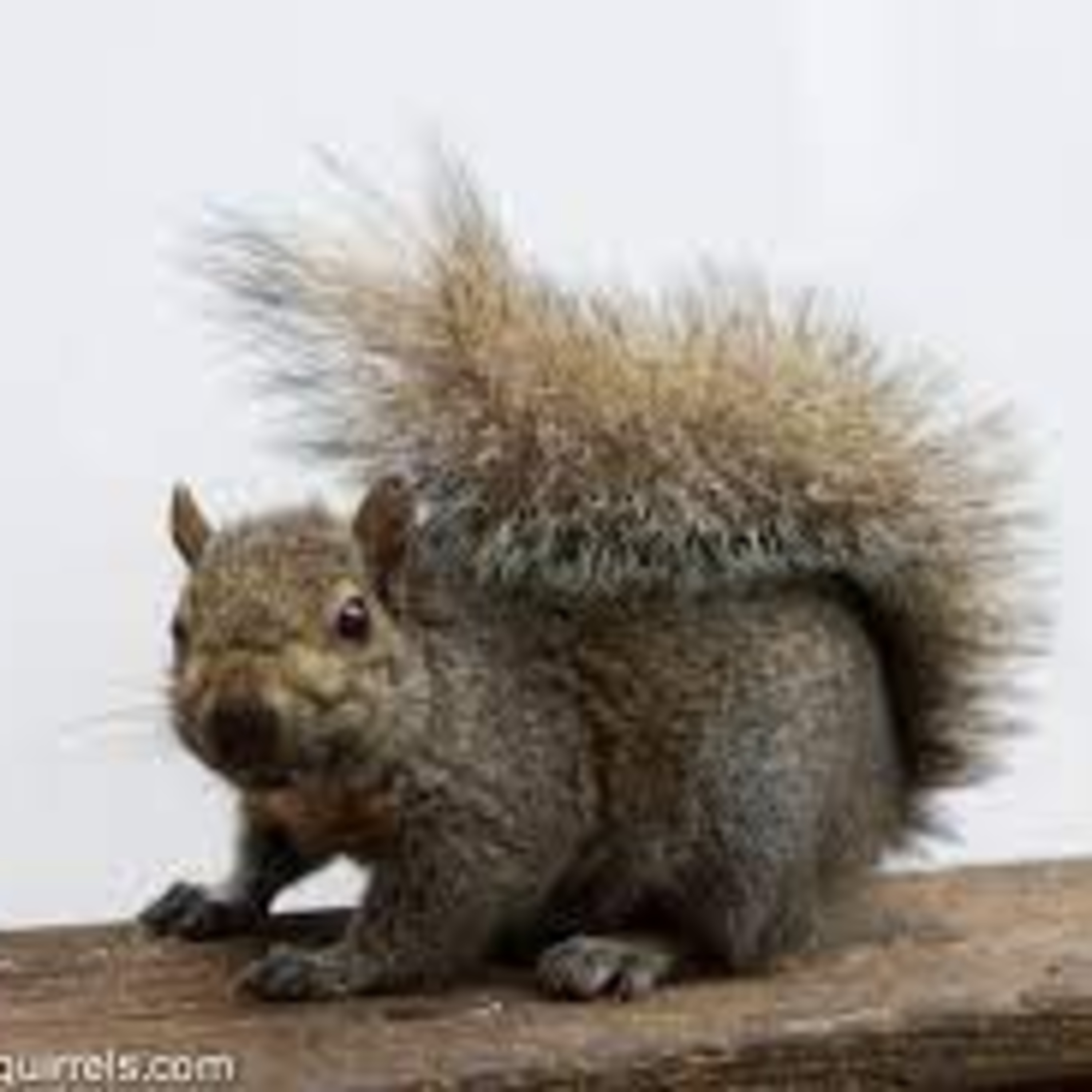 A Tale About the Squirrel's Tail! episode artwork