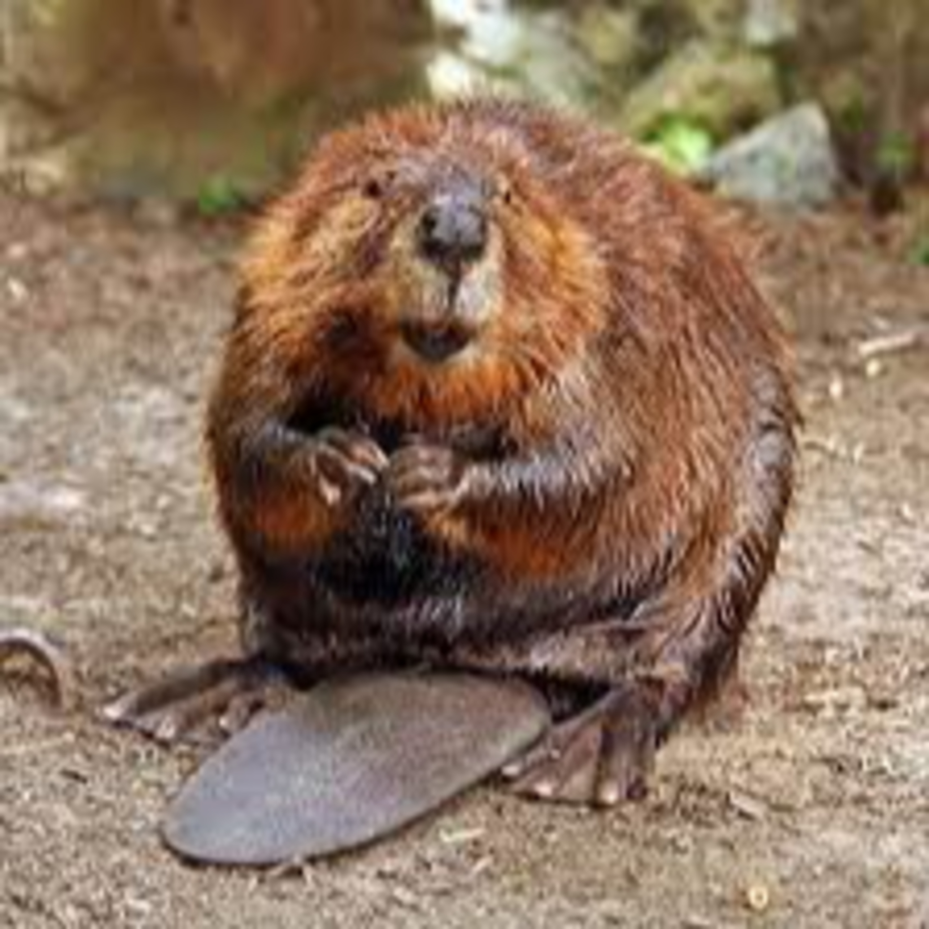 Let's Learn About the Beaver episode artwork