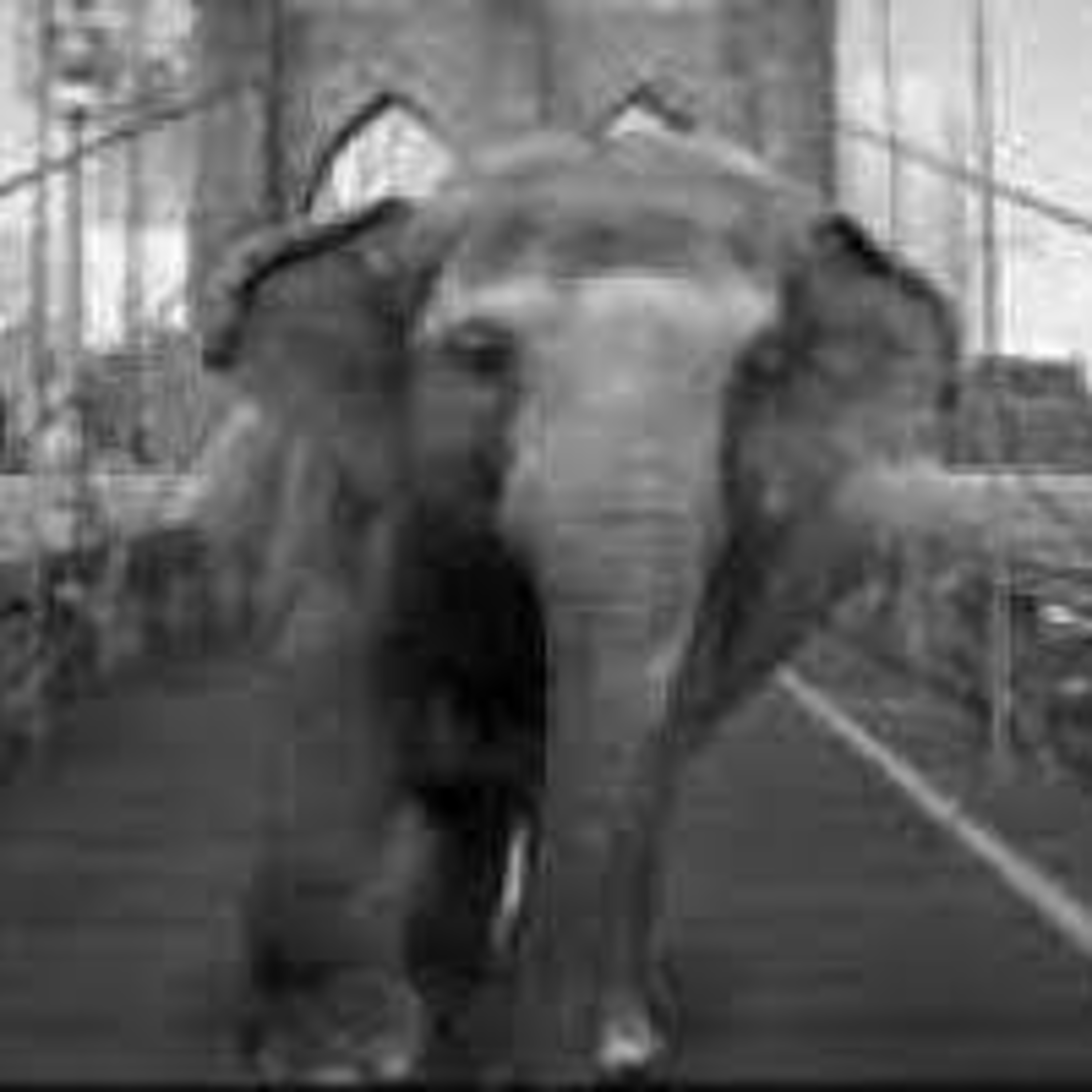 The Elephant That Crossed the Bridge episode artwork