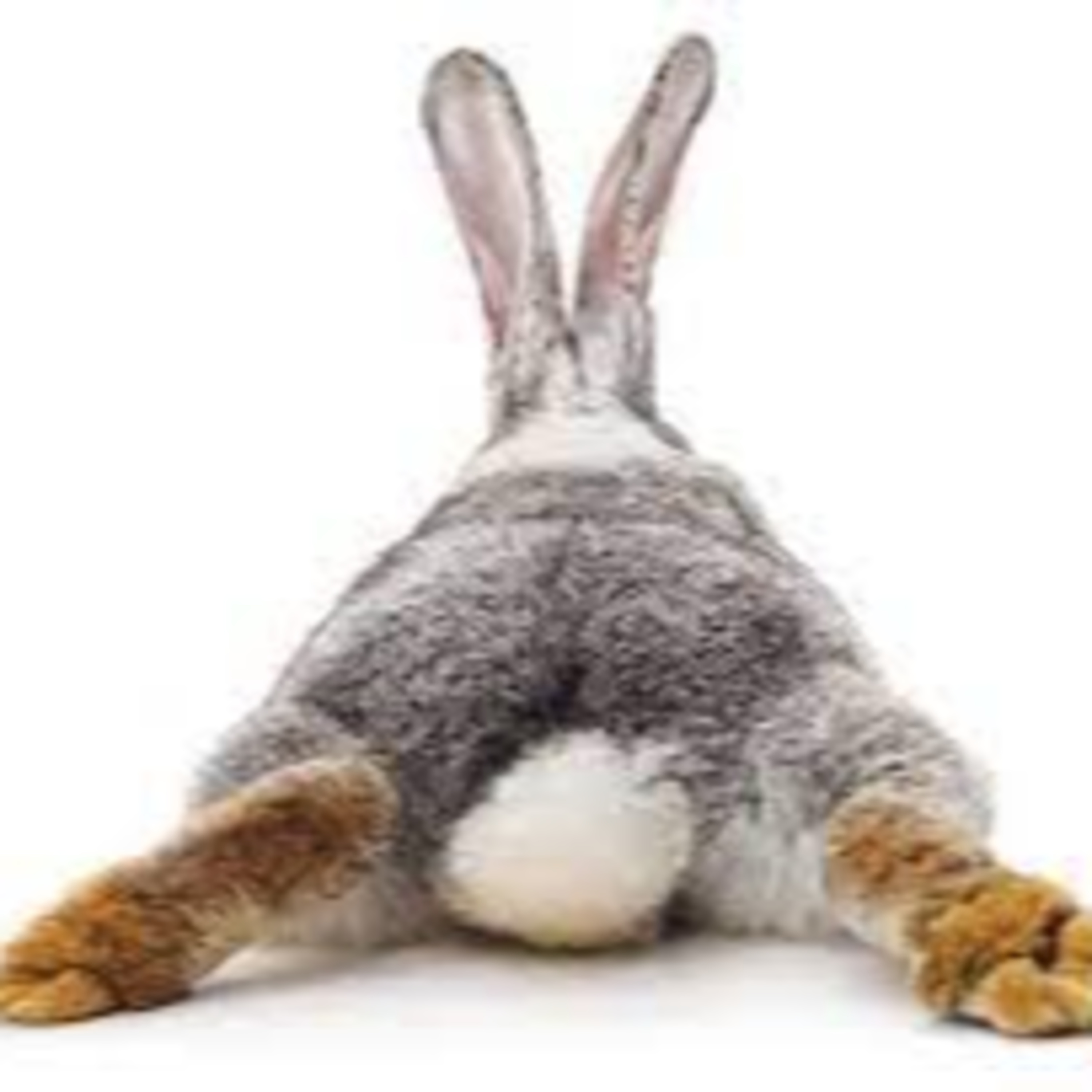 A Tale About a Tail...The Rabbit episode artwork