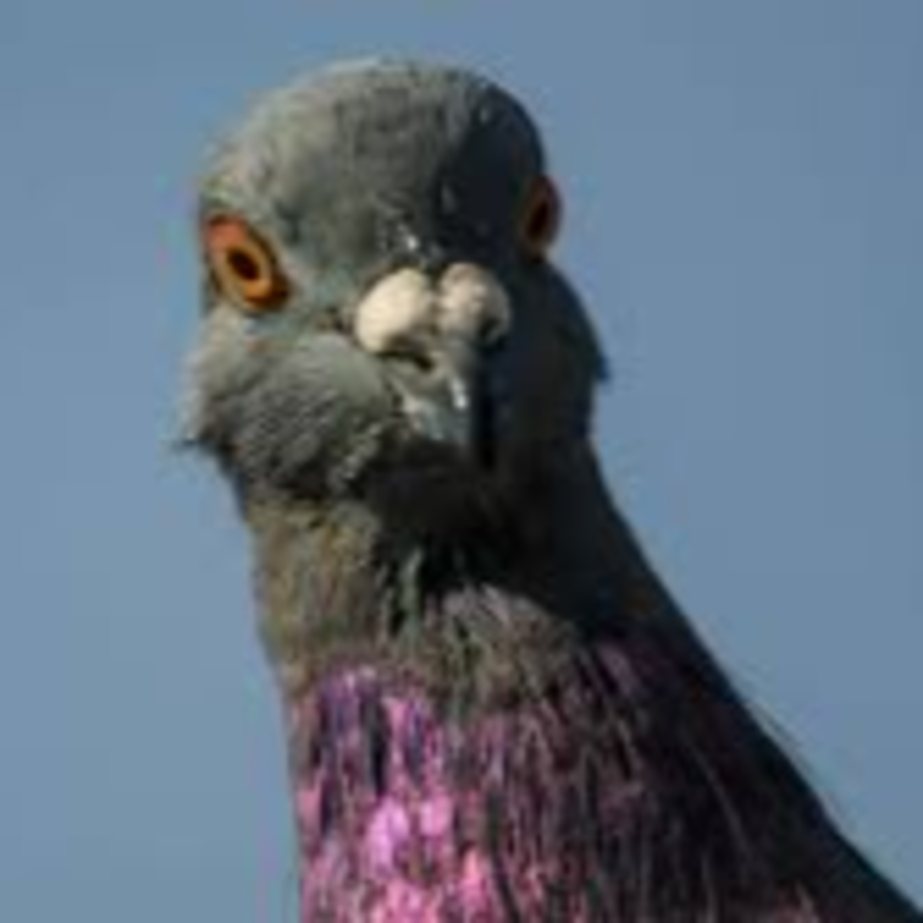 Could a Pigeon Be Man's Best Friend? episode artwork